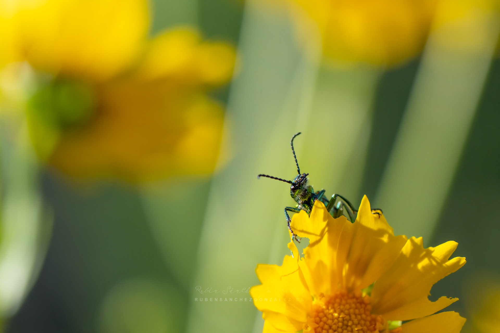Cantárida medicinal o Lytta vesicatoria - Macro