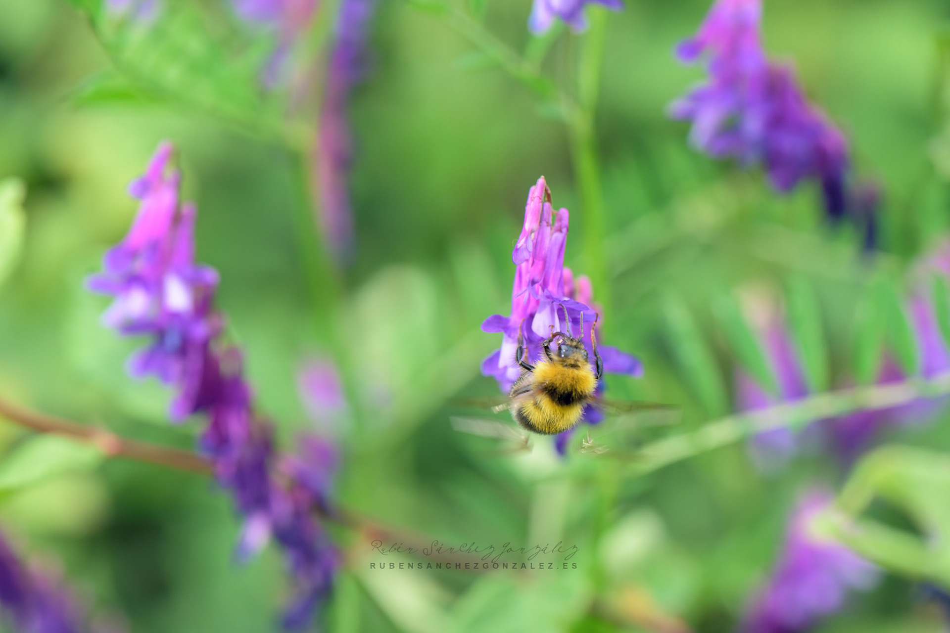 Abeja o Bombus pascuorum - Macro