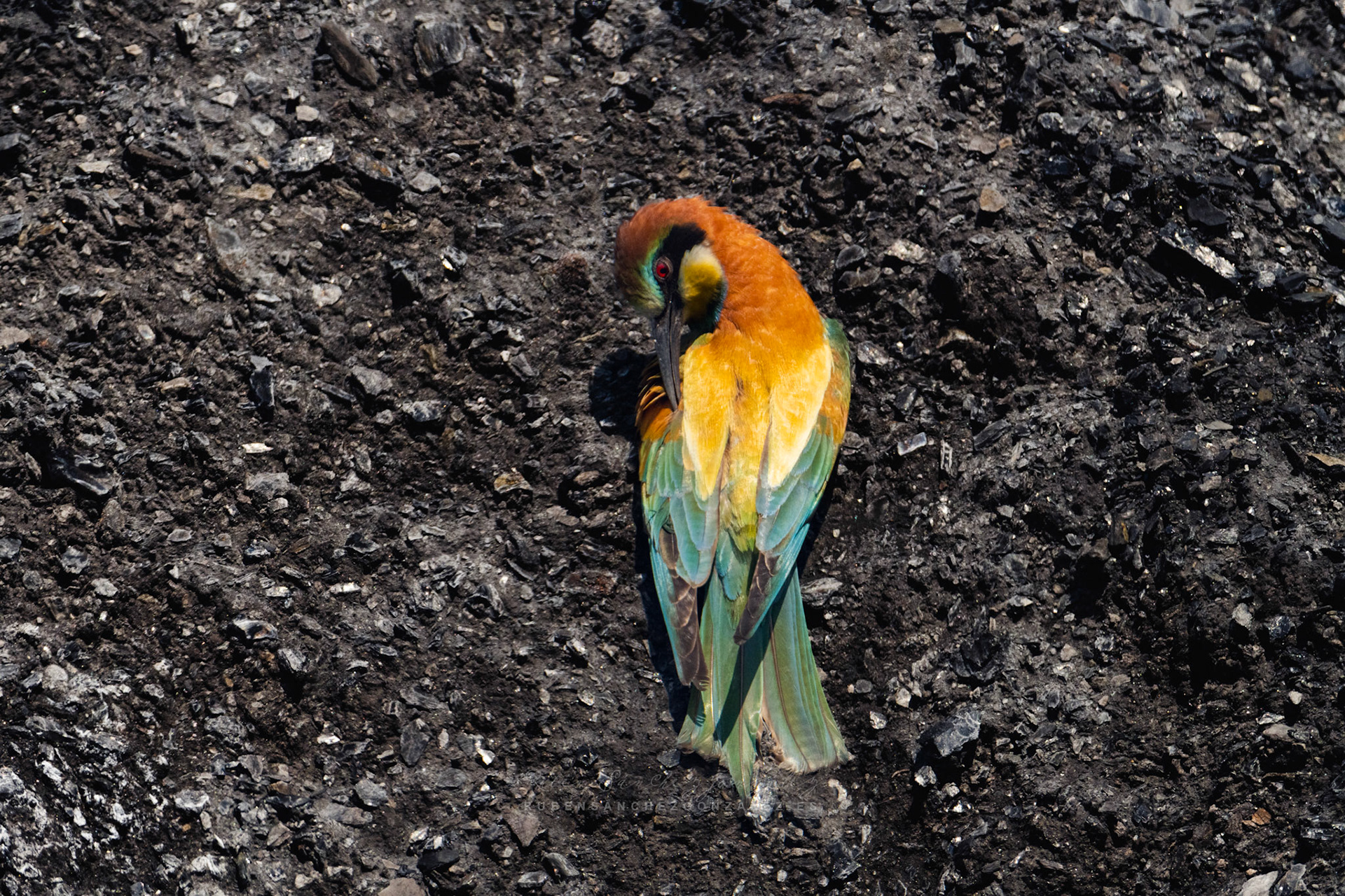 Abejaruco o Merops apiaster - Aves
