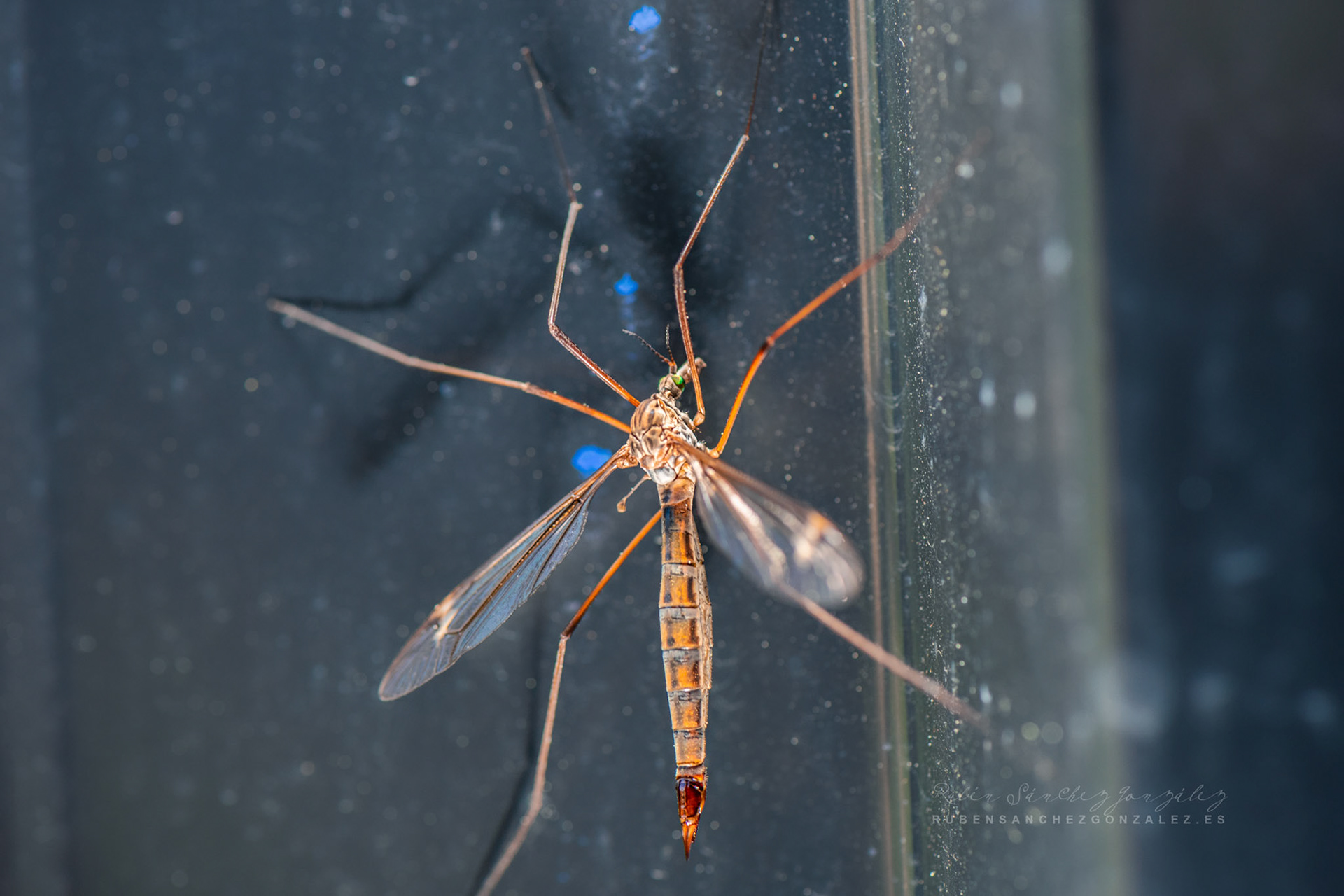 Tipula paludosa - Macro