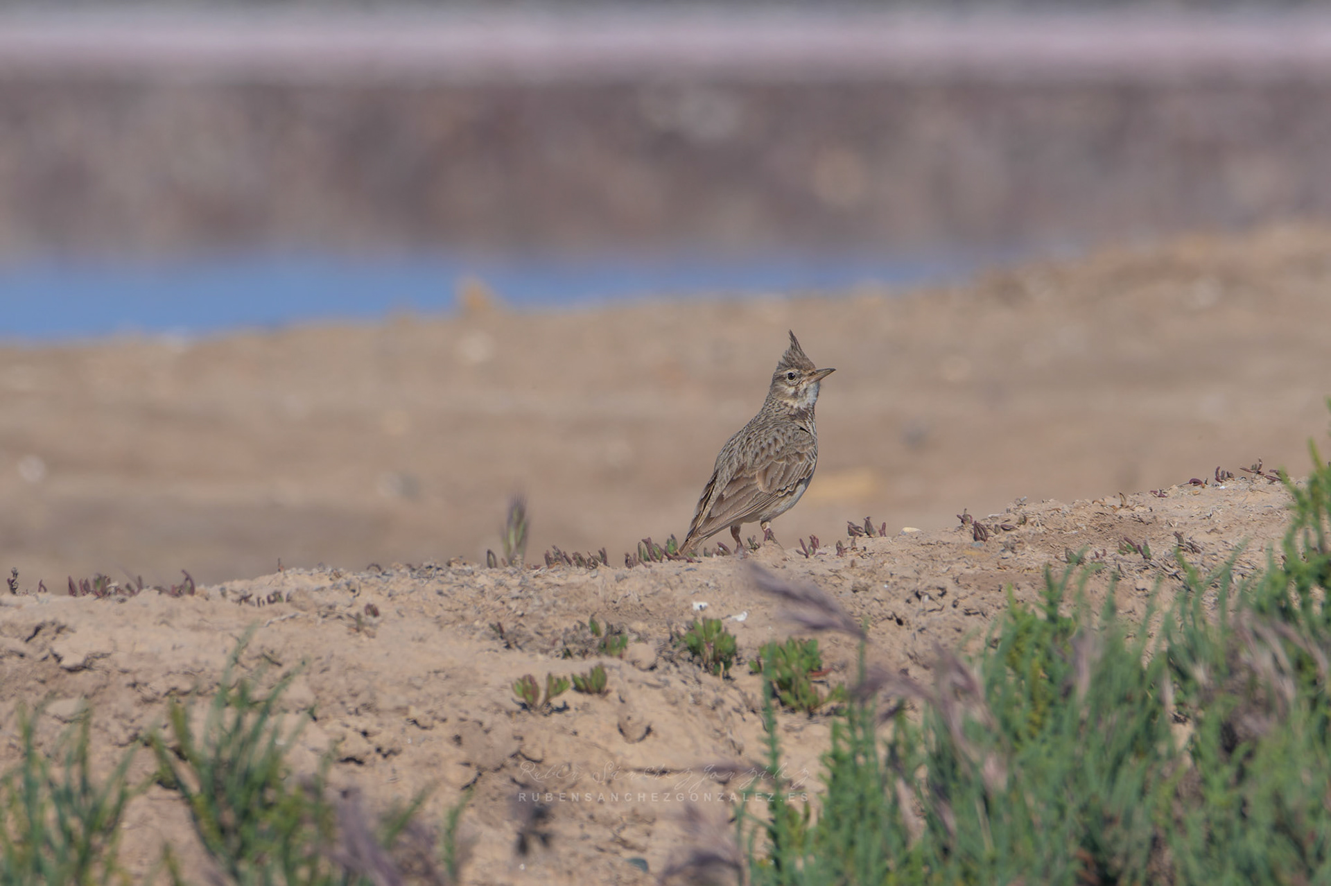Cogujada común o Galerida cristata - Aves