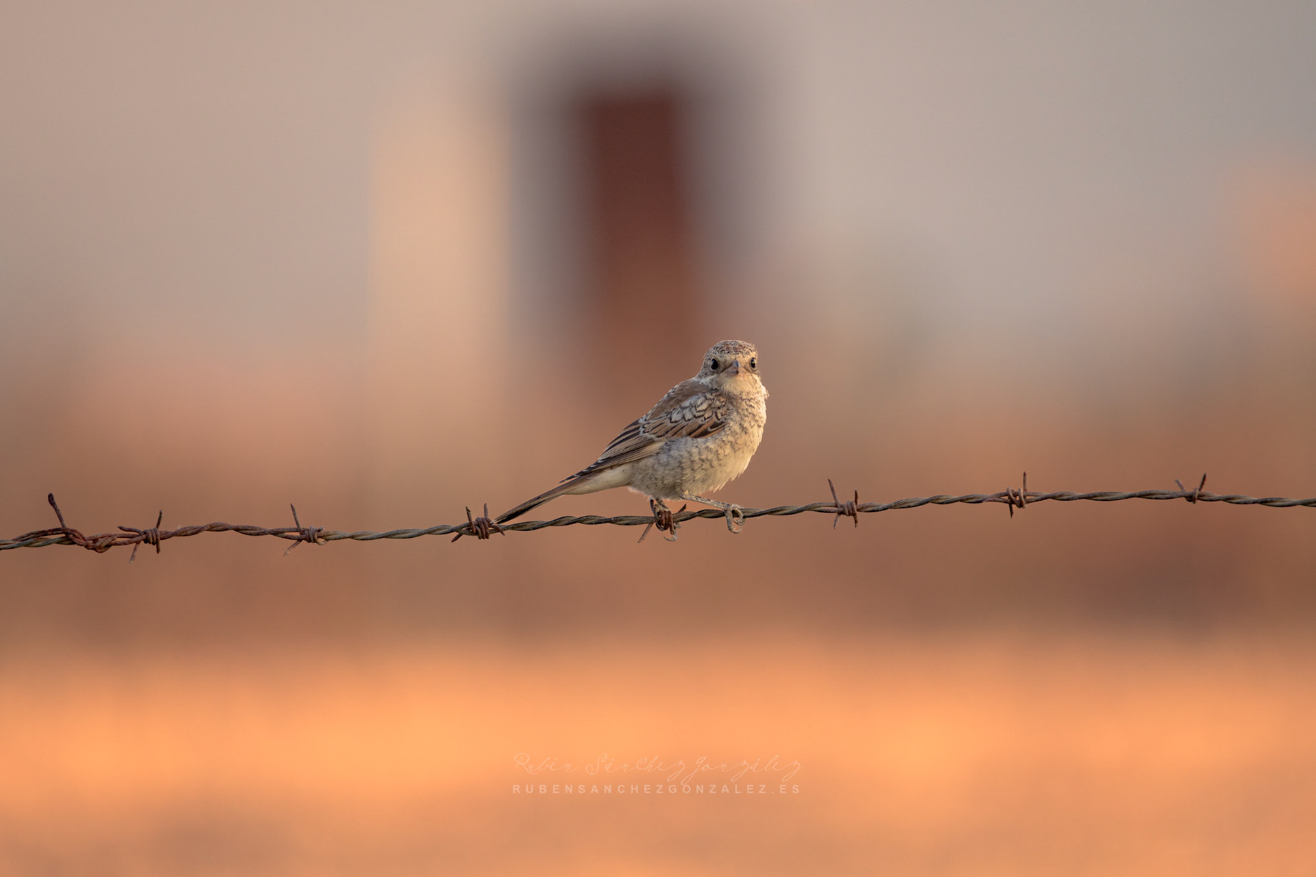 Alcaudón común o Lanius senator - Aves