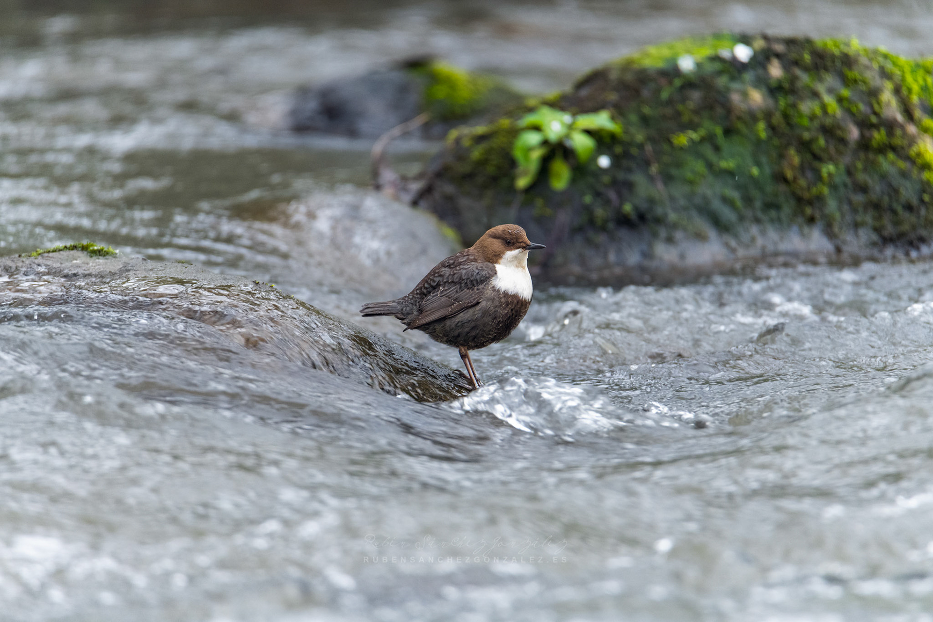 Mirlo acuático - Cinclus cinclus  - Aves