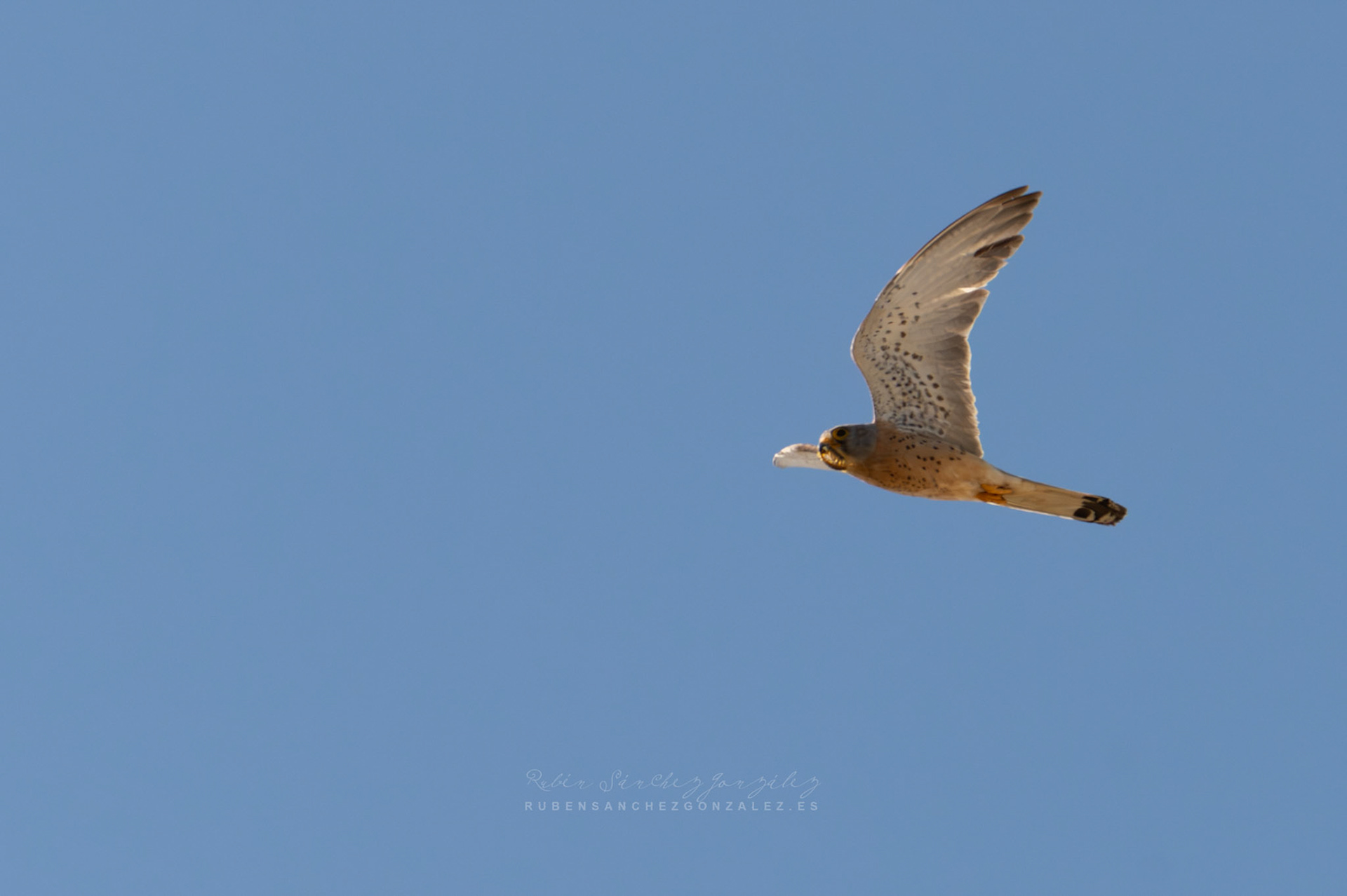 Cernicalo o Falco tinnuculus - Aves