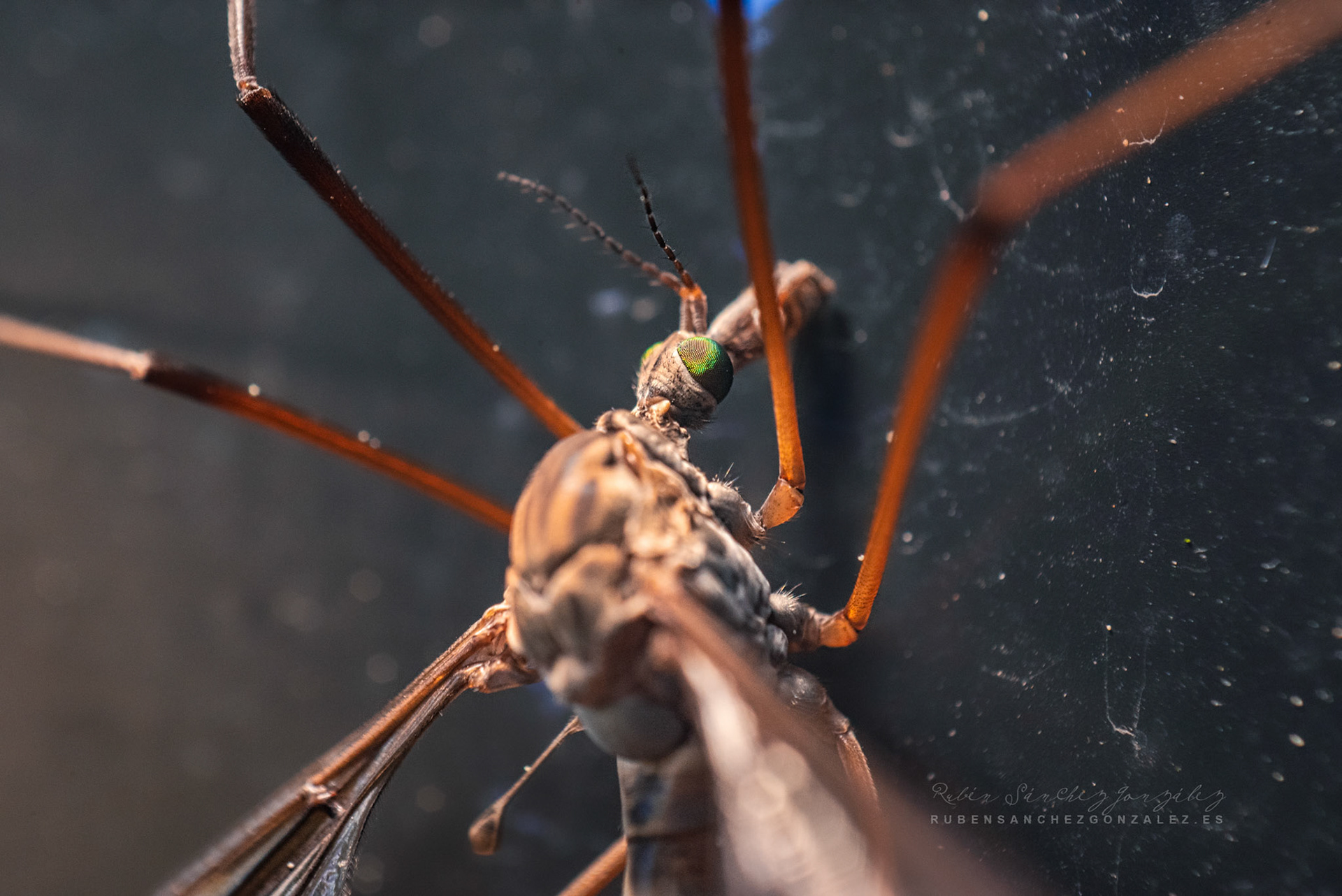 Tipula paludosa - Macro