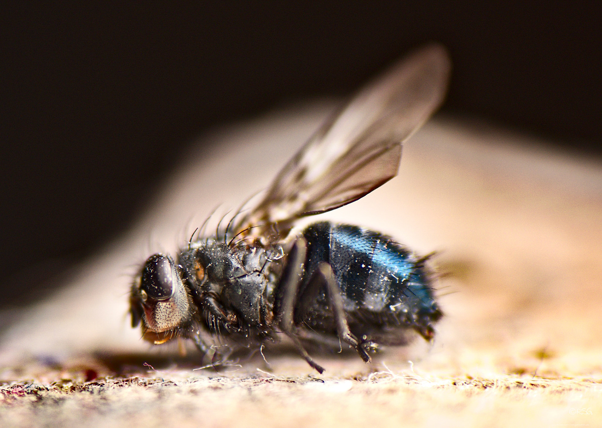 Dead Mosca - Macro