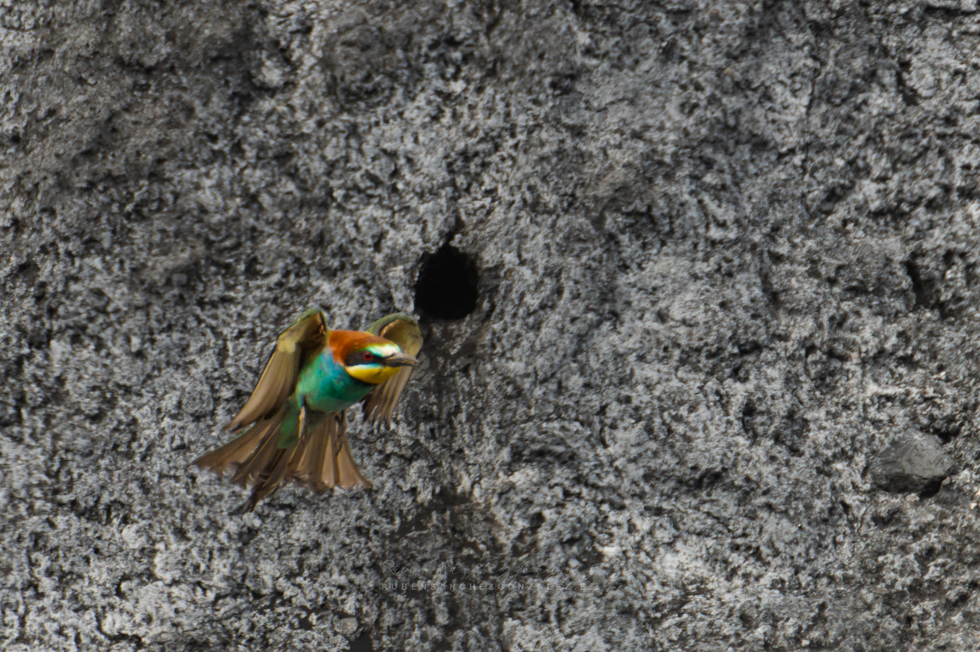 Abejaruco o Merops apiaster - Aves