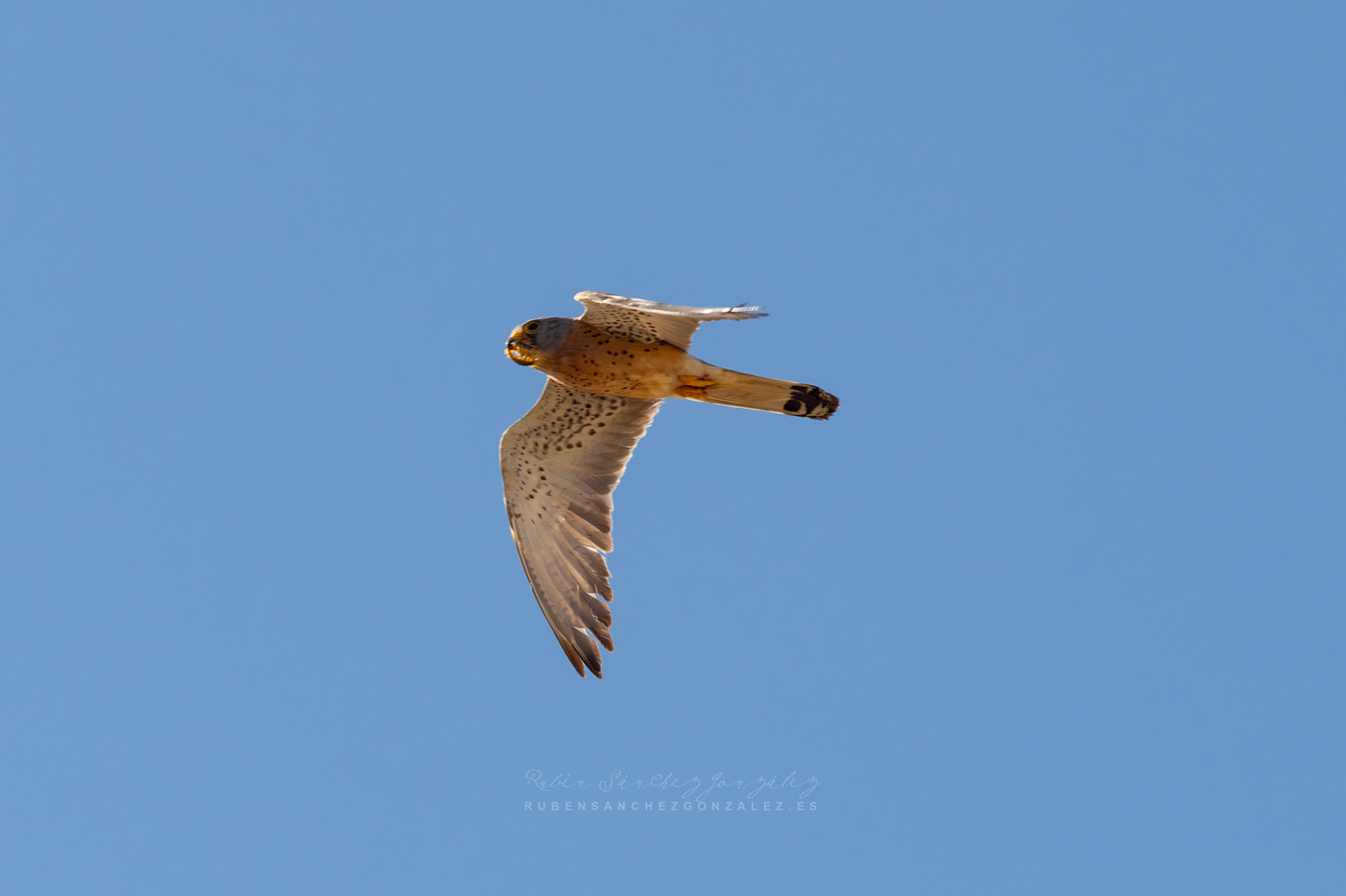 Cernicalo o Falco tinnuculus - Aves