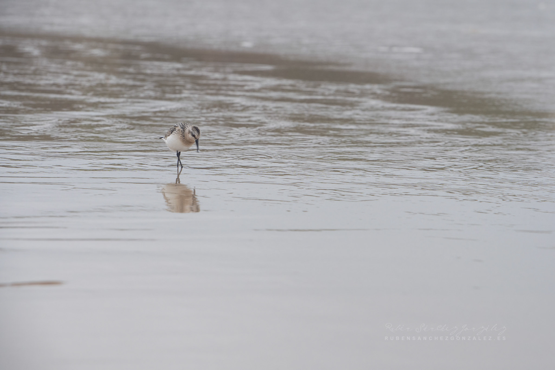 Correlimos o Calidris alba - Aves