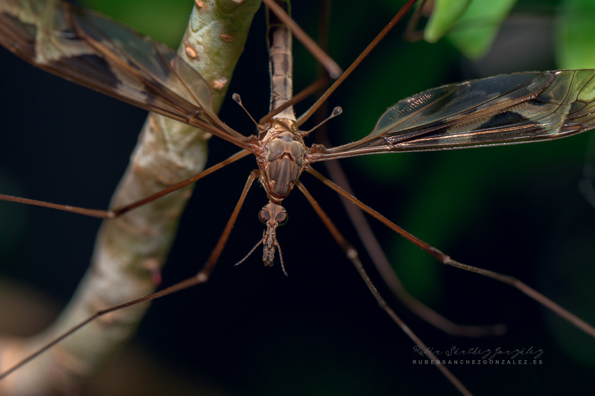 Tipula paludosa - Macro