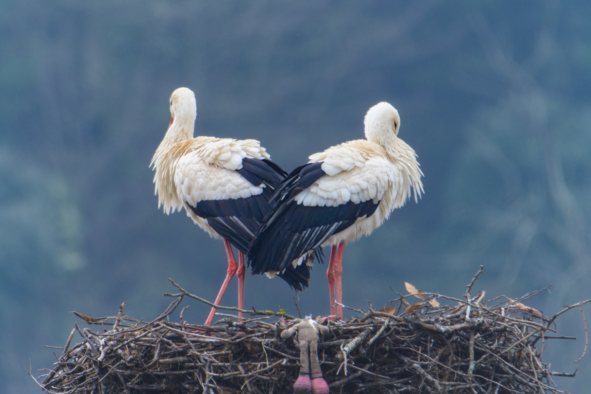 Cigüeña común o Ciconia ciconia - Aves