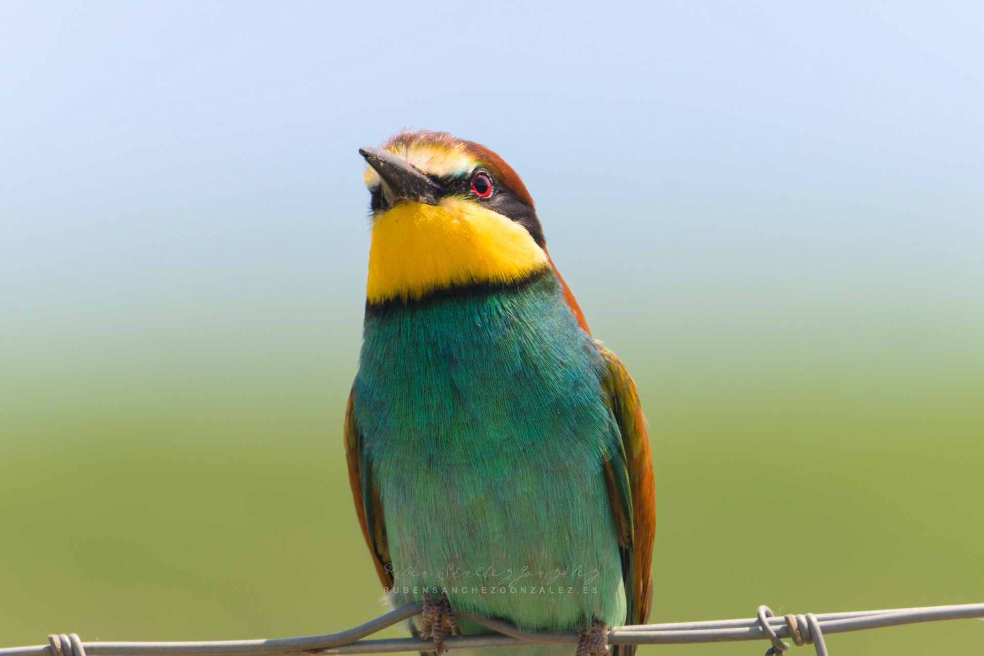 Abejaruco o Merops apiaster - Aves