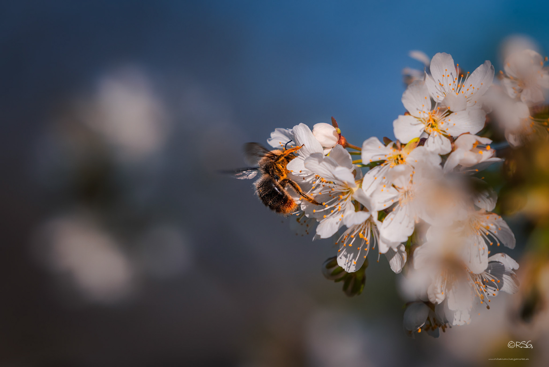 Abeja  - Macro.