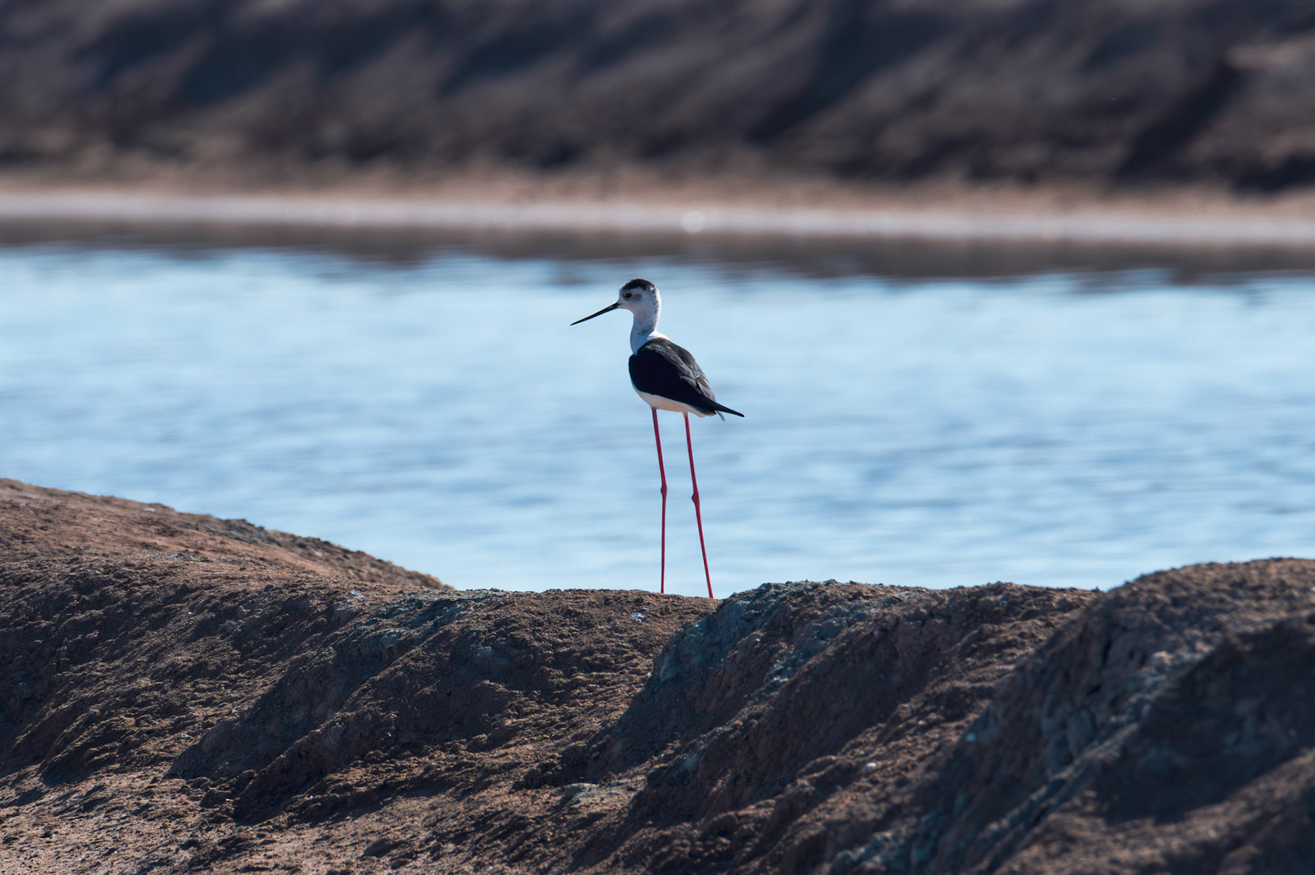 Cigüeñuela o Himantopus himantopus - Aves