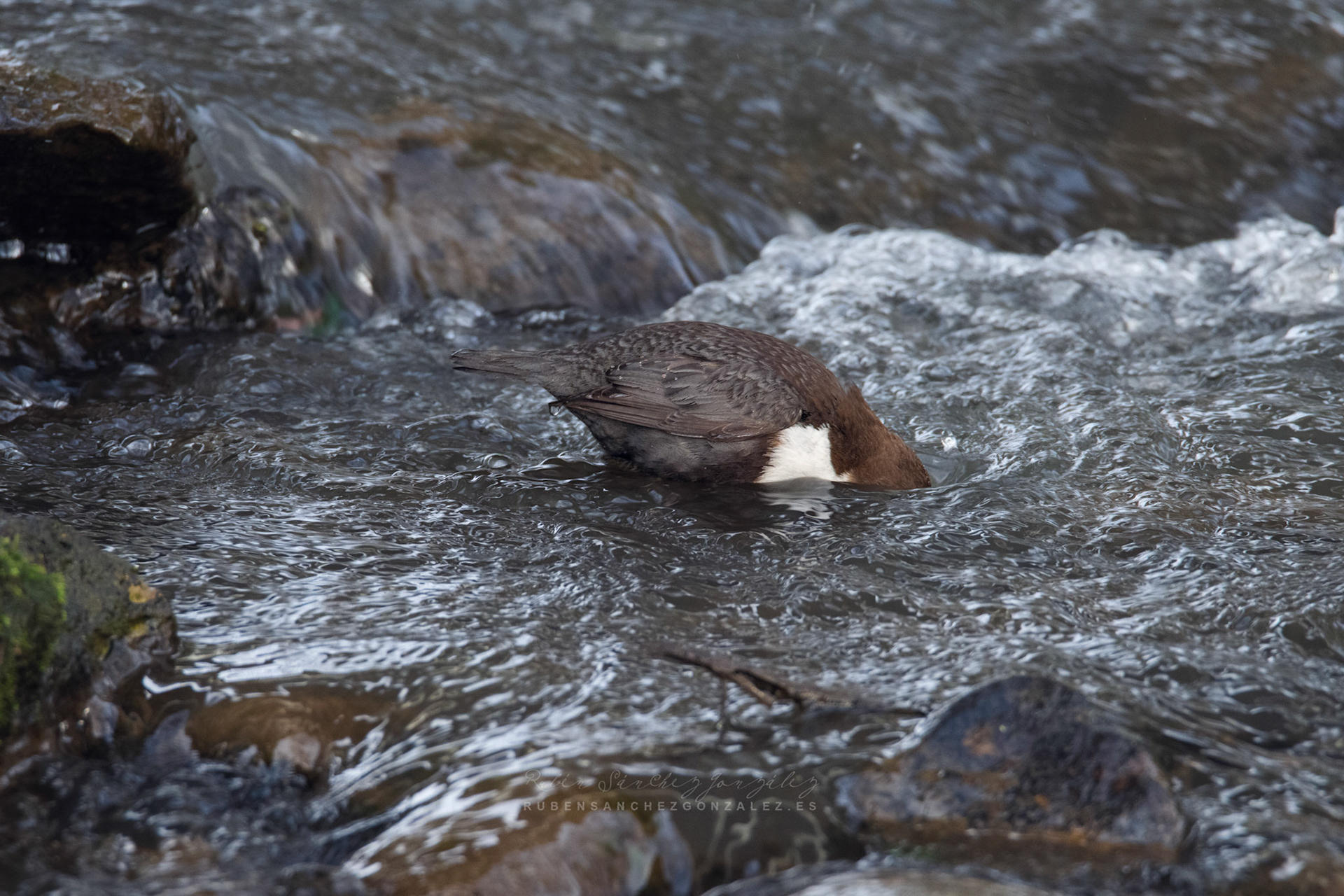 Mirlo acuático - Cinclus cinclus  - Aves