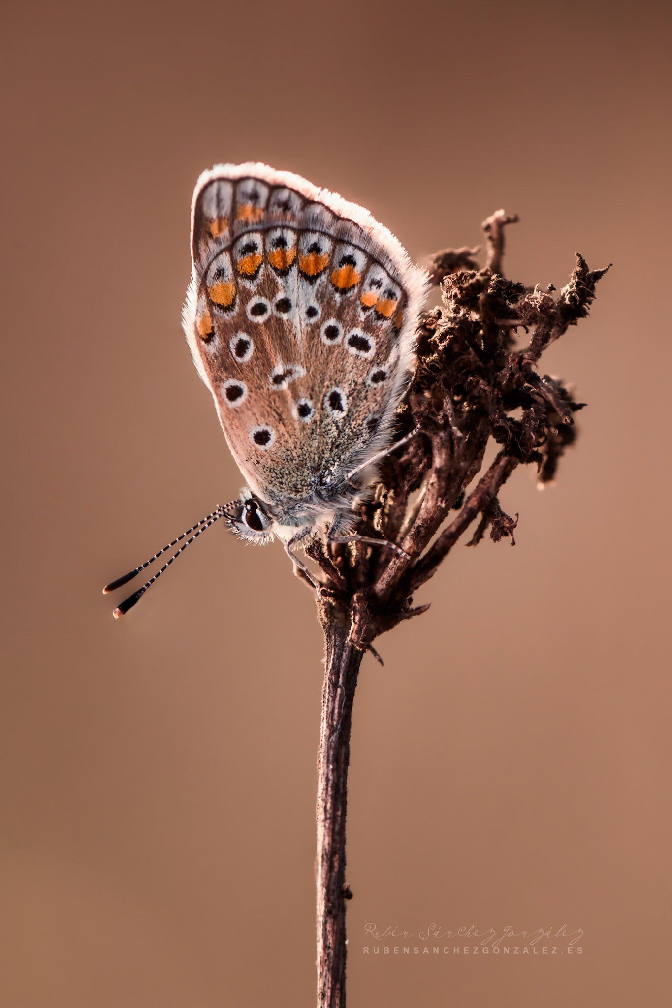 Plyommatus icarus o mariposa ícaro - Macro