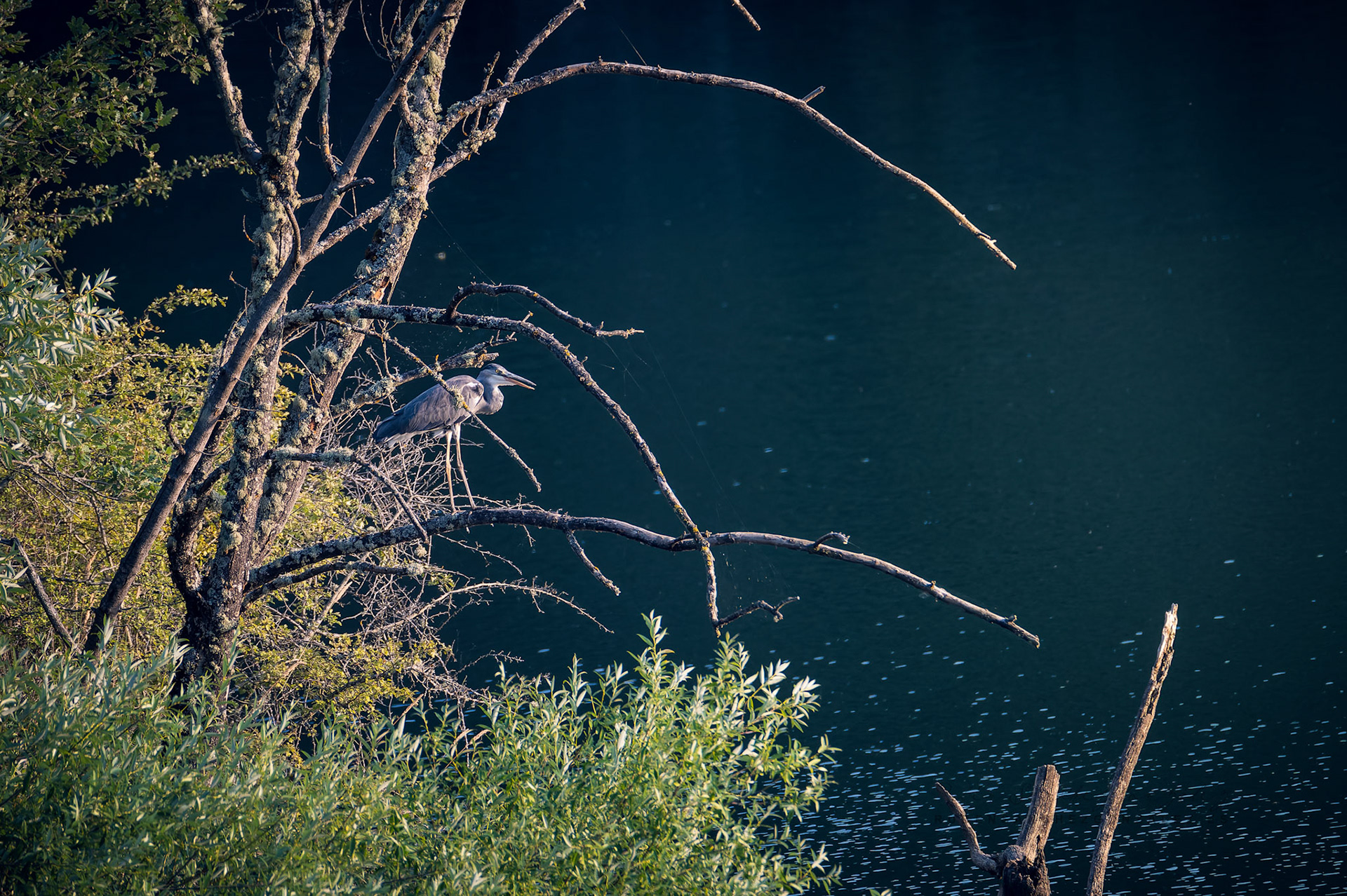 Garza Real o Ardea cinerea - Aves