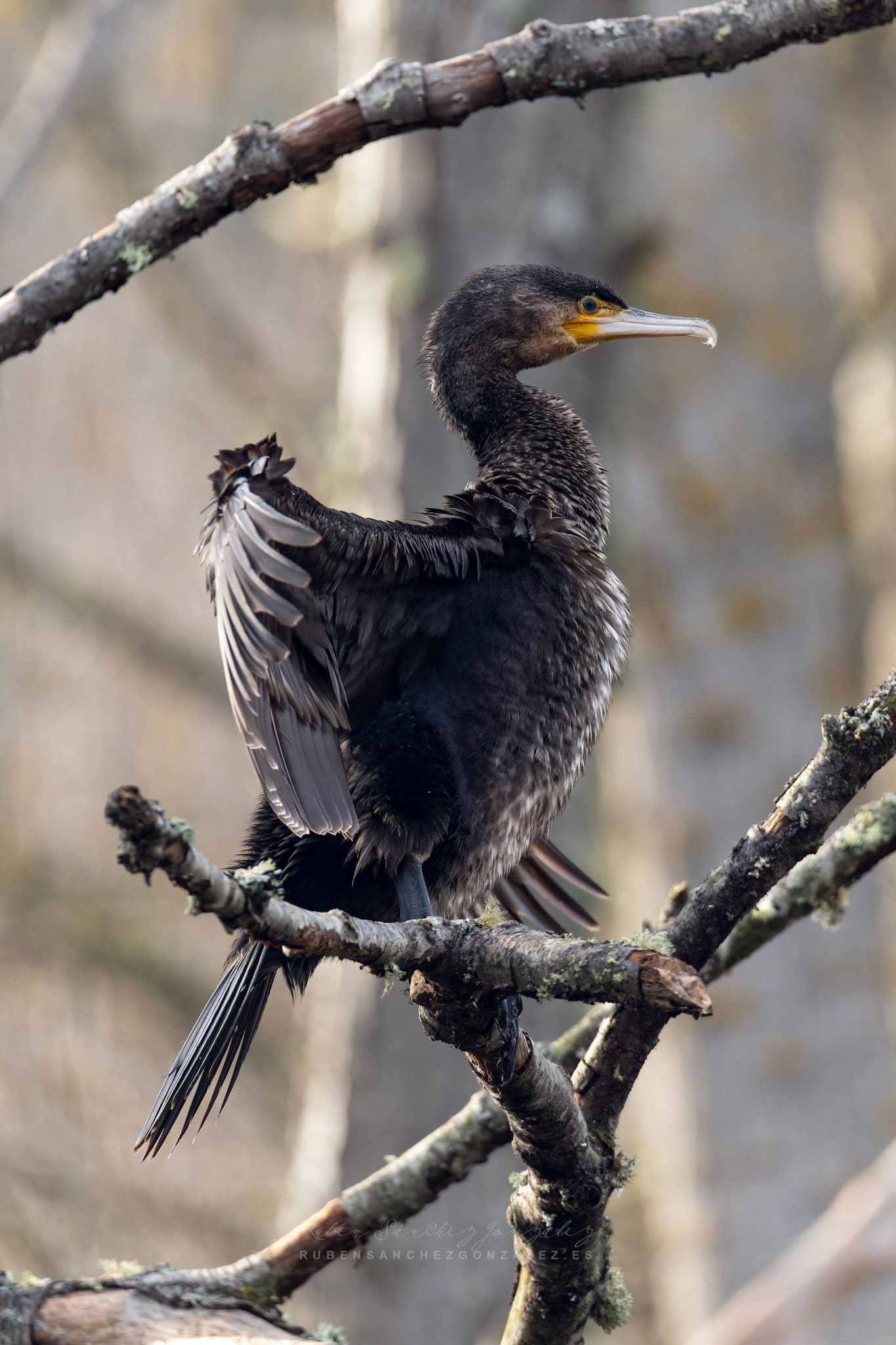 Cormorán o Phalacrocorax carbo - Aves