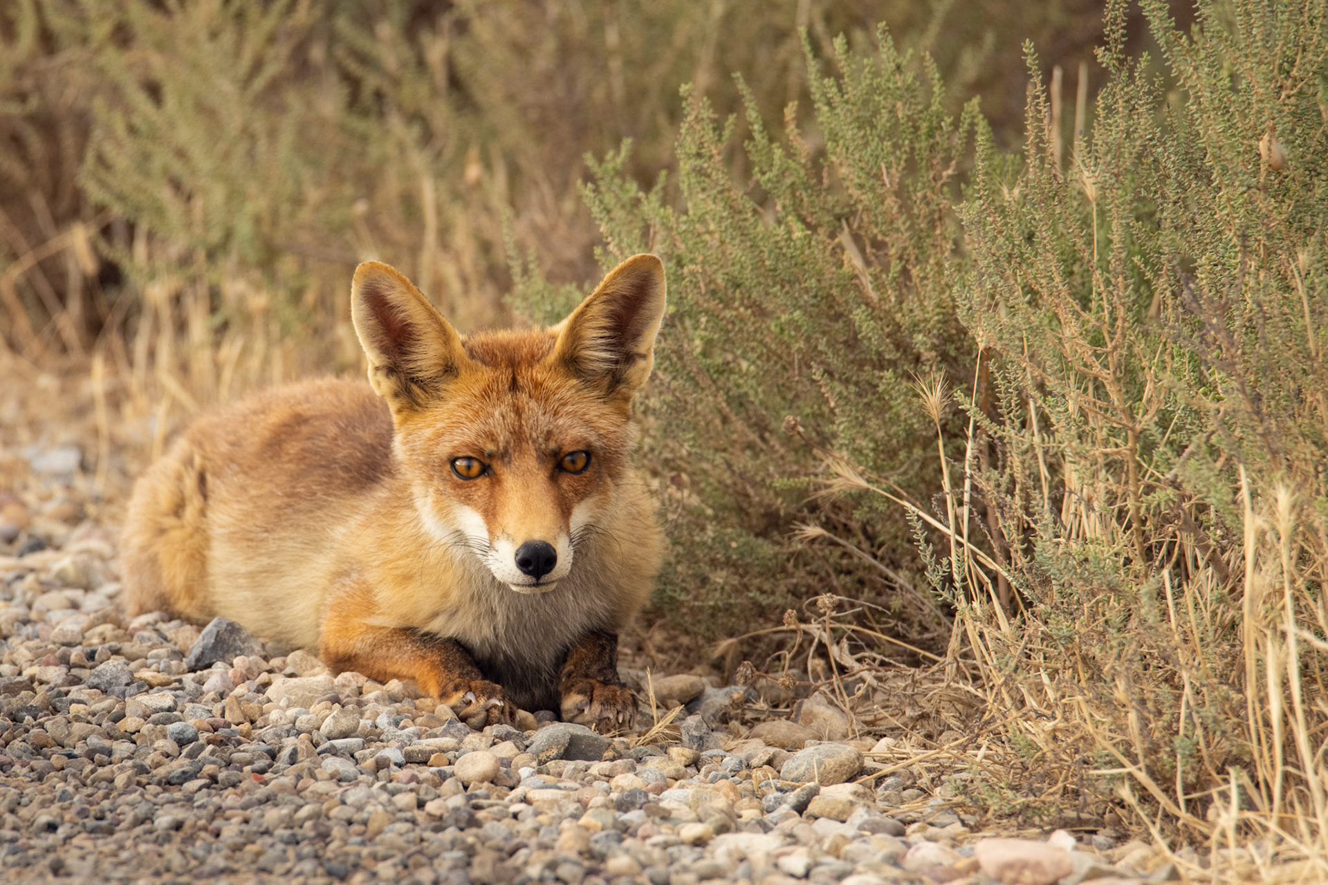 Zorro o Vulpes vulpes - Animáles