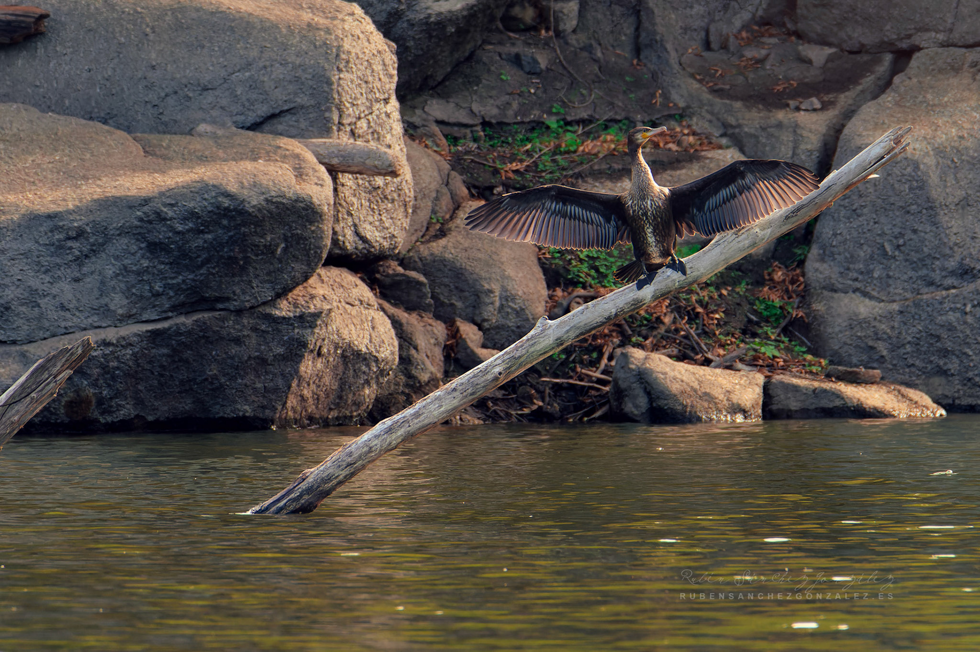 Cormoran o Phalacrocorax carbo - Aves