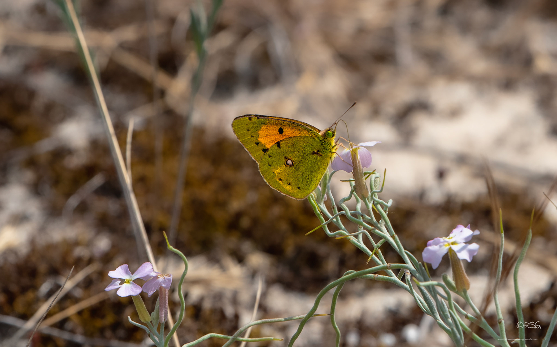 Pieris brassicae - Macro