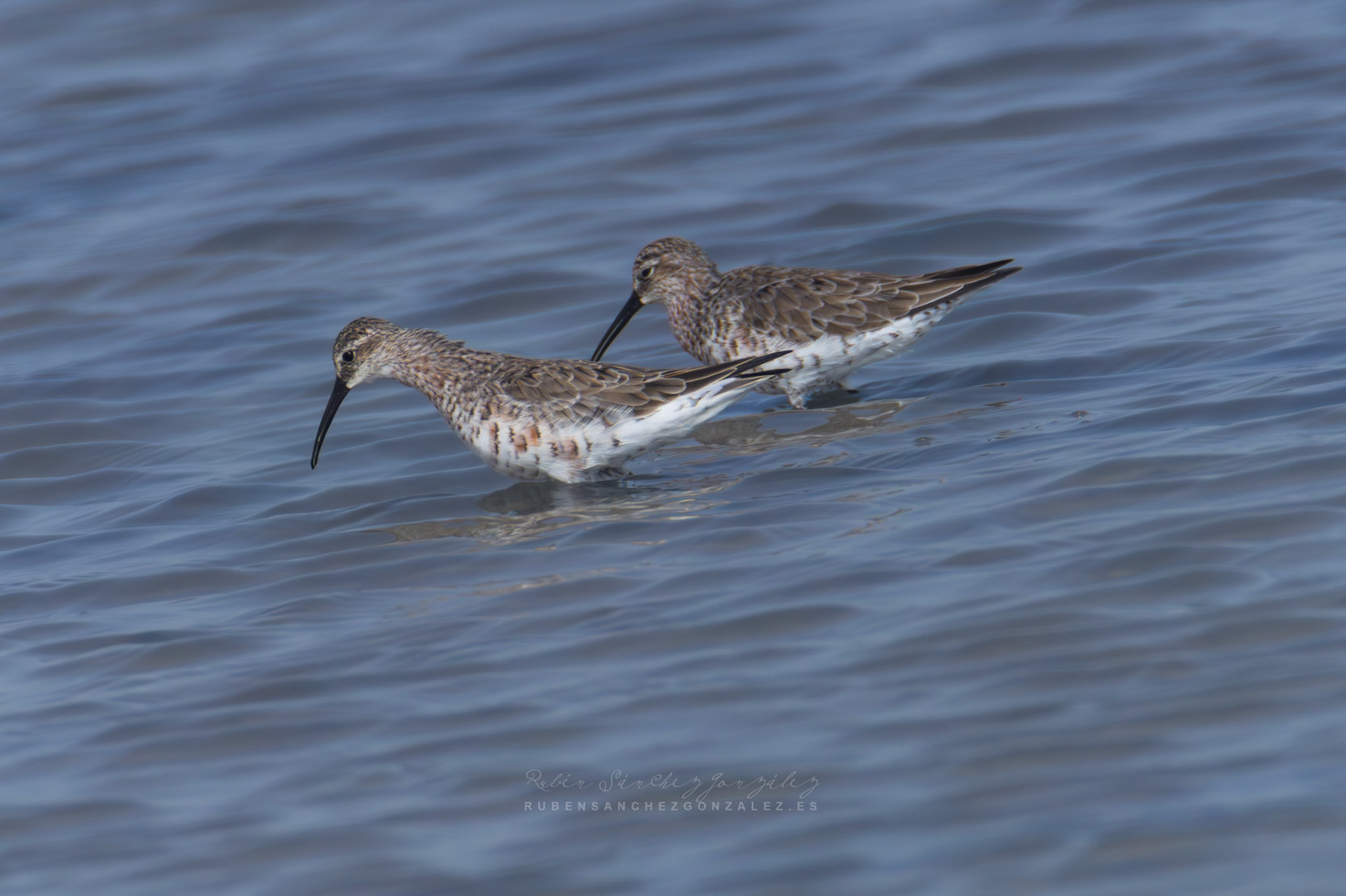 Playero Zancón o Calidris himantopus - Aves