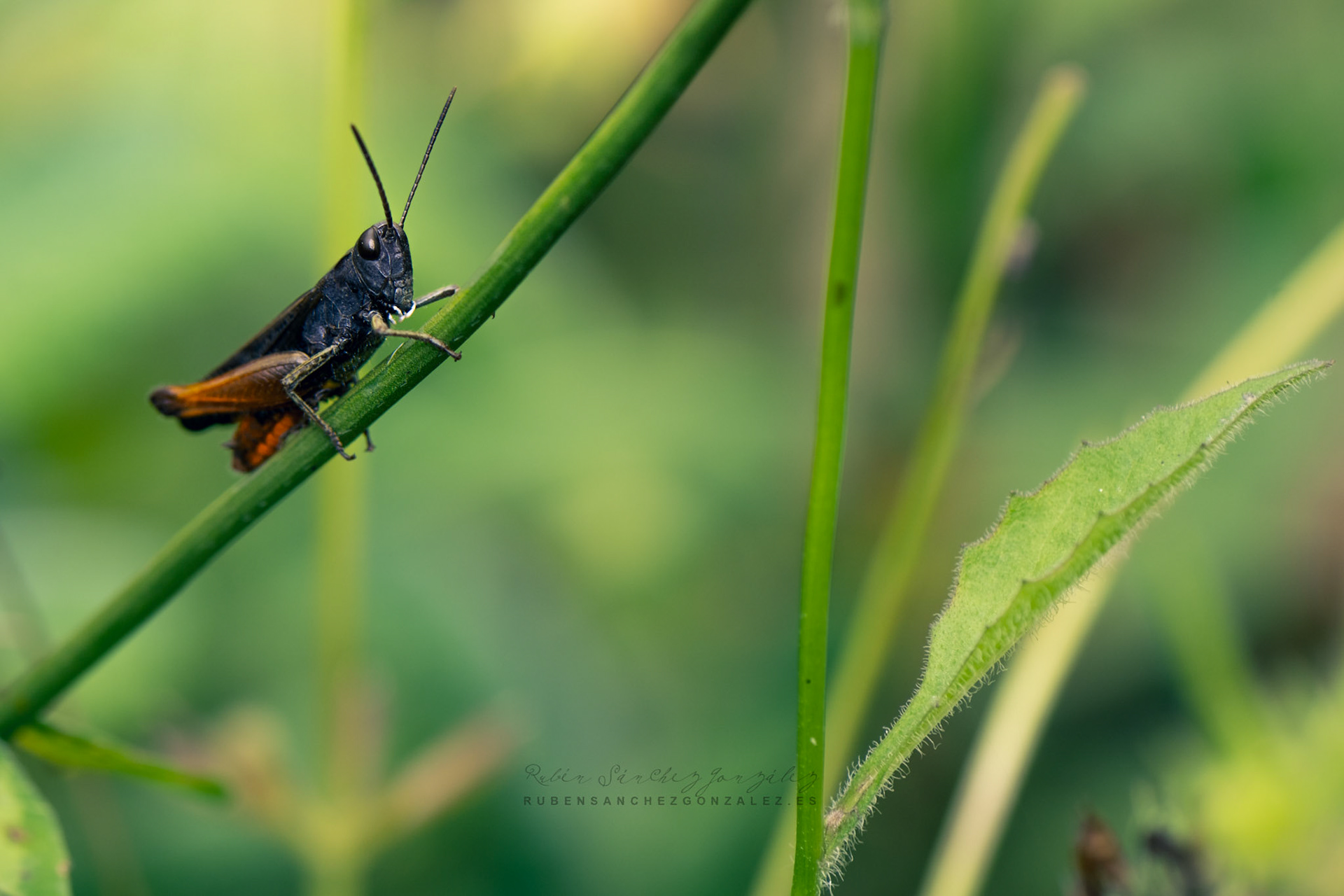 Saltamonte o Caelifera - Macro