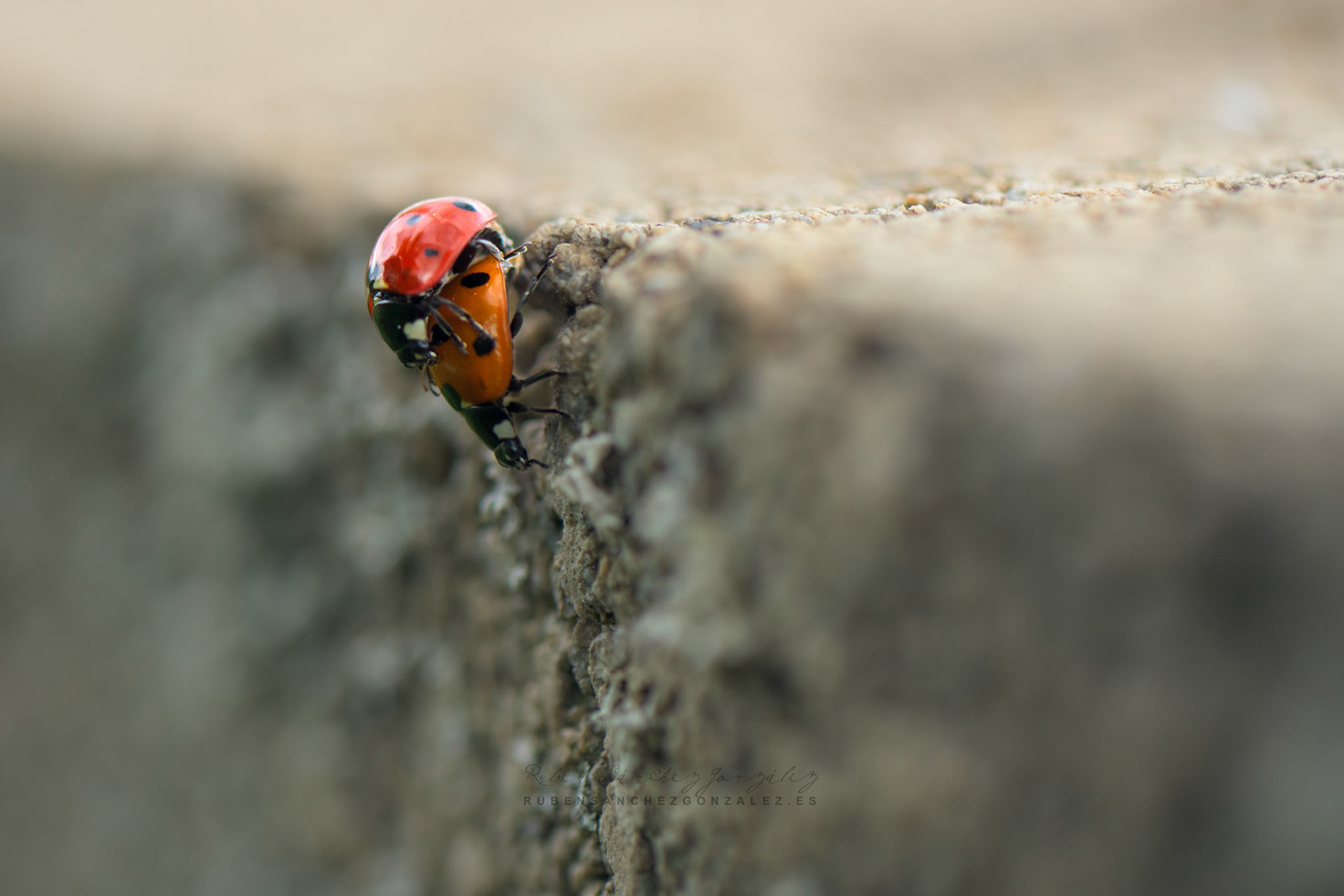Mariquita o Coccinélidos - Macro