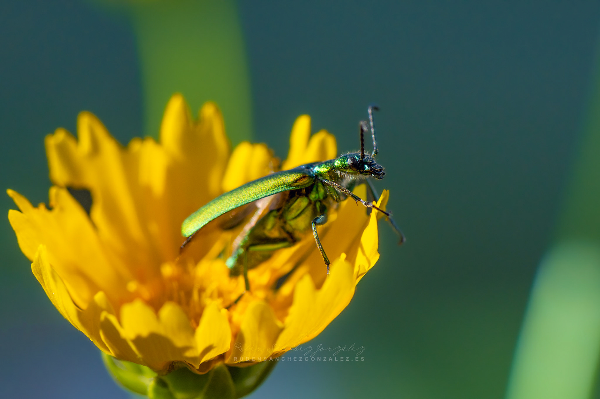 Cantárida medicinal o Lytta vesicatoria - Macro