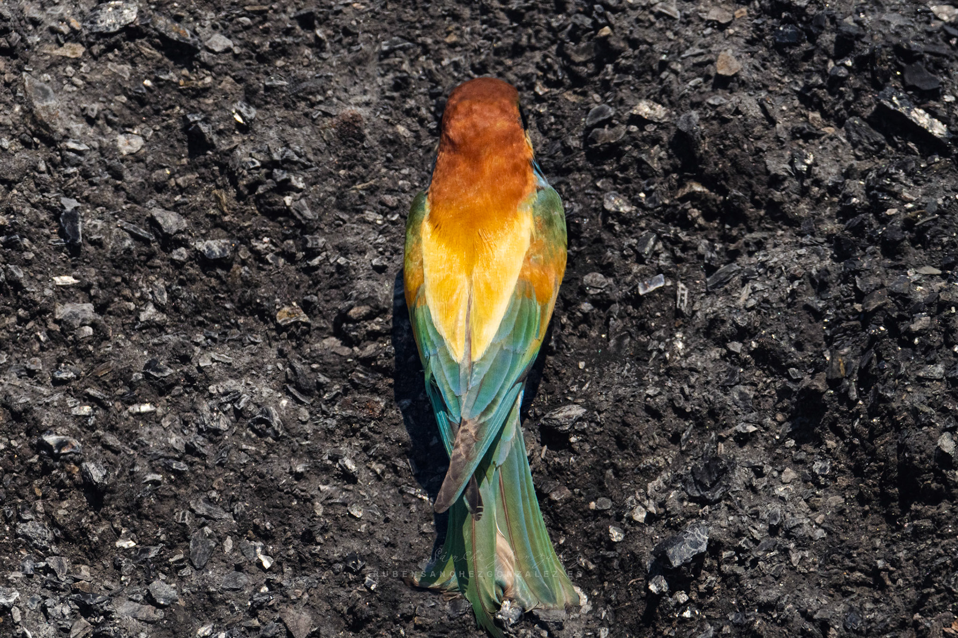 Abejaruco o Merops apiaster - Aves