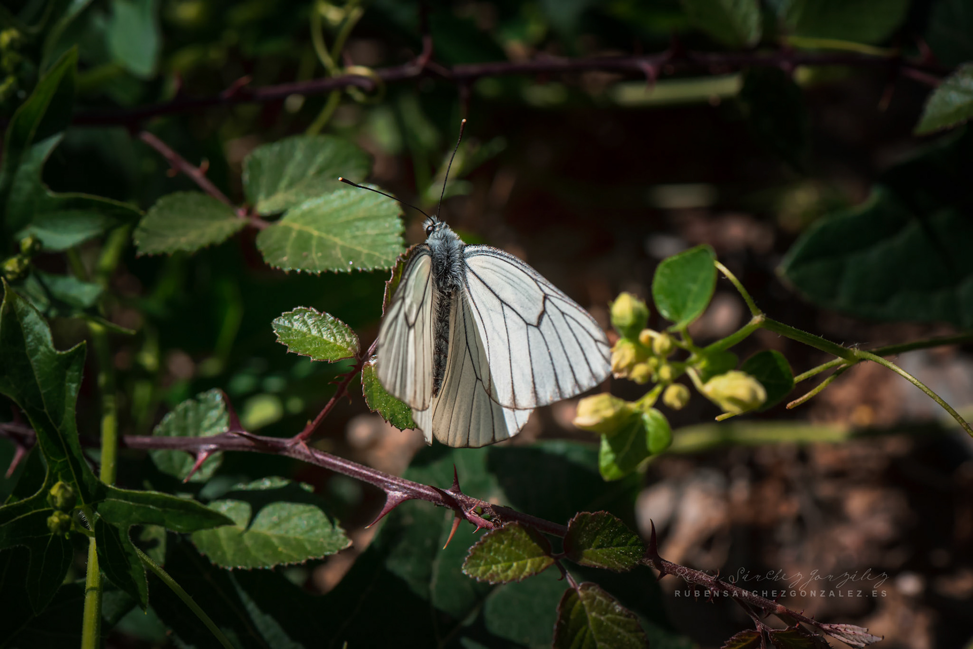 Aporia crataegi - Macro
