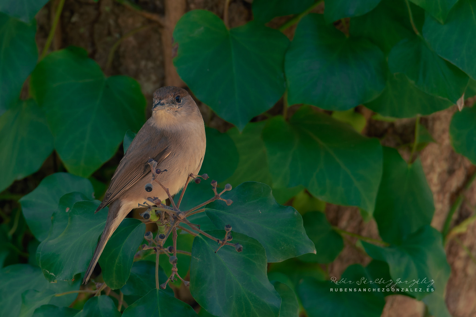 Curruca mosquitera o Sylvia borin - Aves