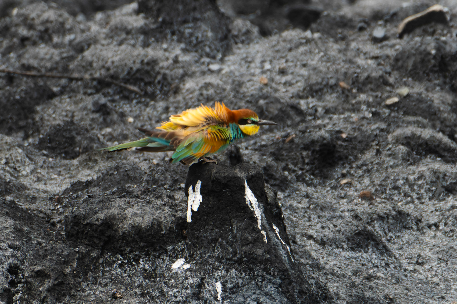 Abejaruco o Merops apiaster - Aves
