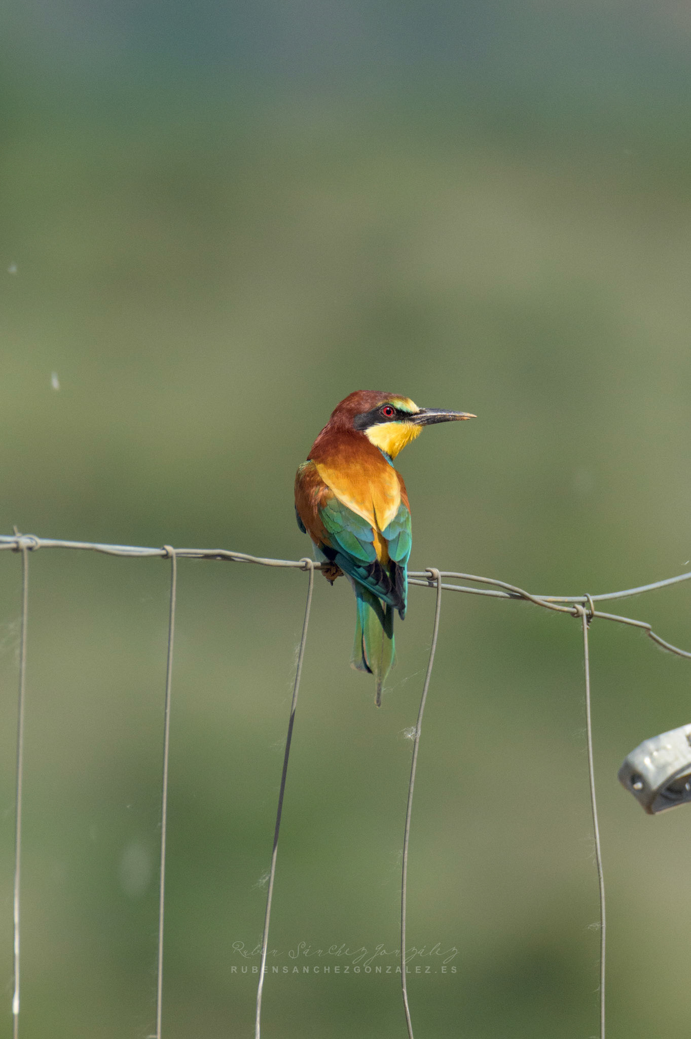 Abejaruco o Merops apiaster - Aves