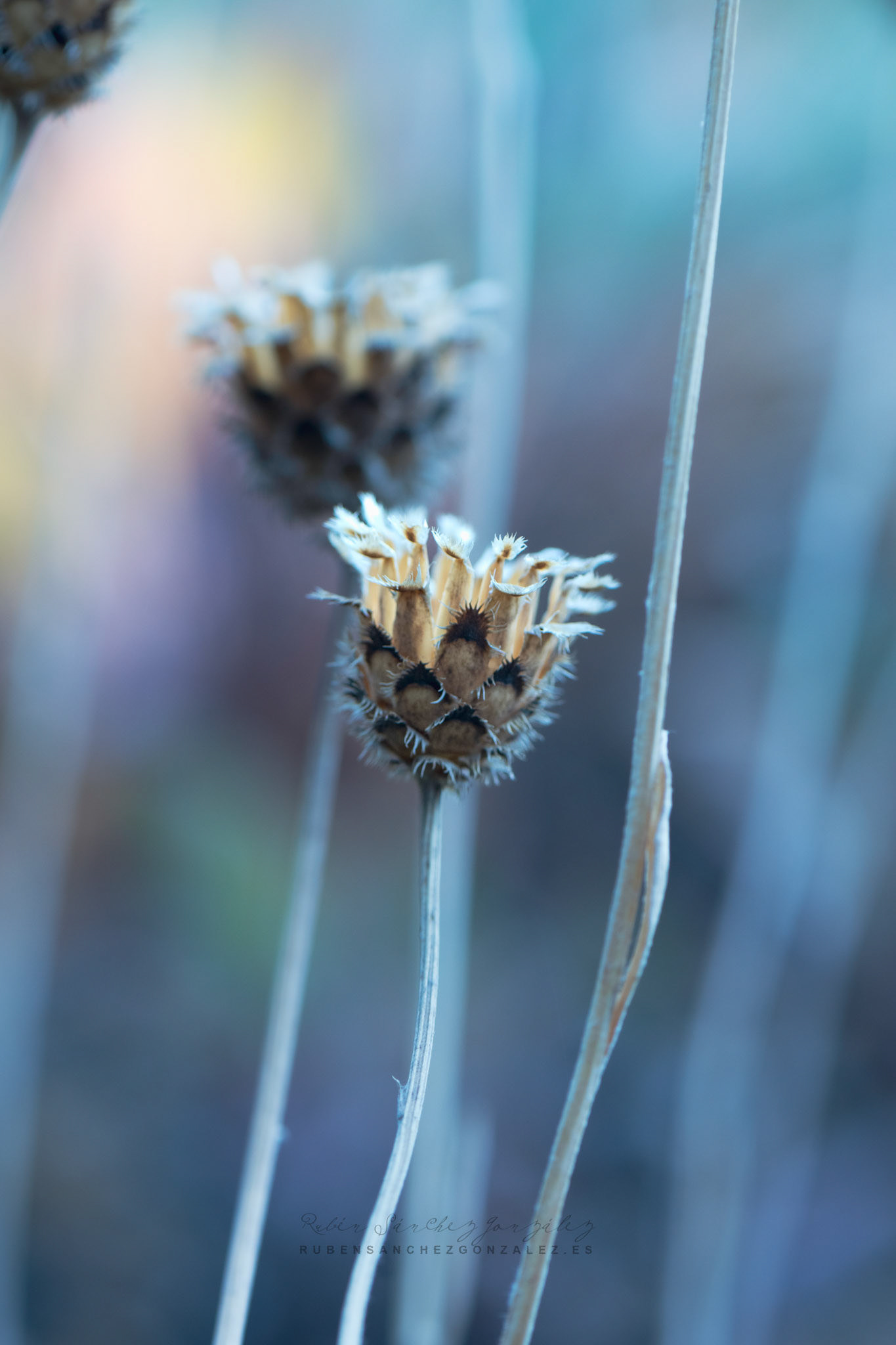 Centaurea lainzii - Plantas