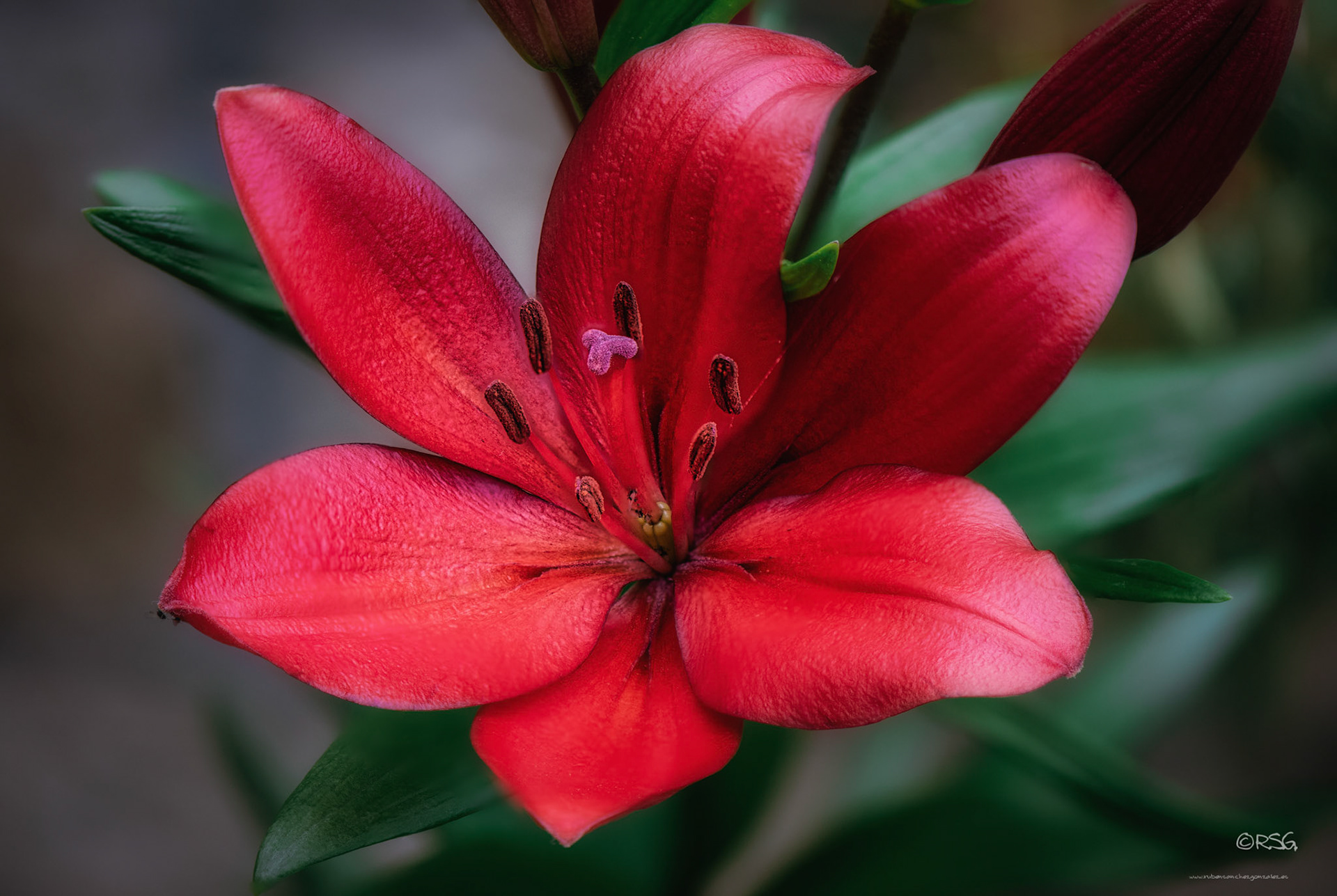 Lilium Ornamental - Macro