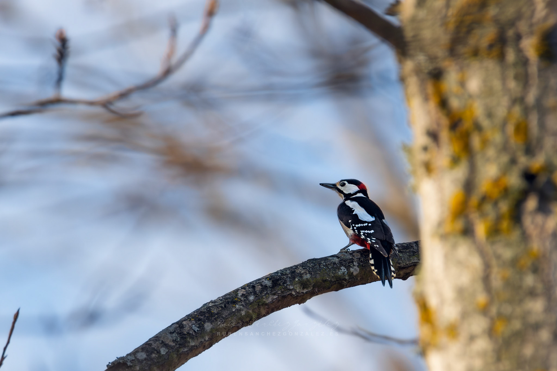 Pico Picapinos o Dendrocopos major - Aves