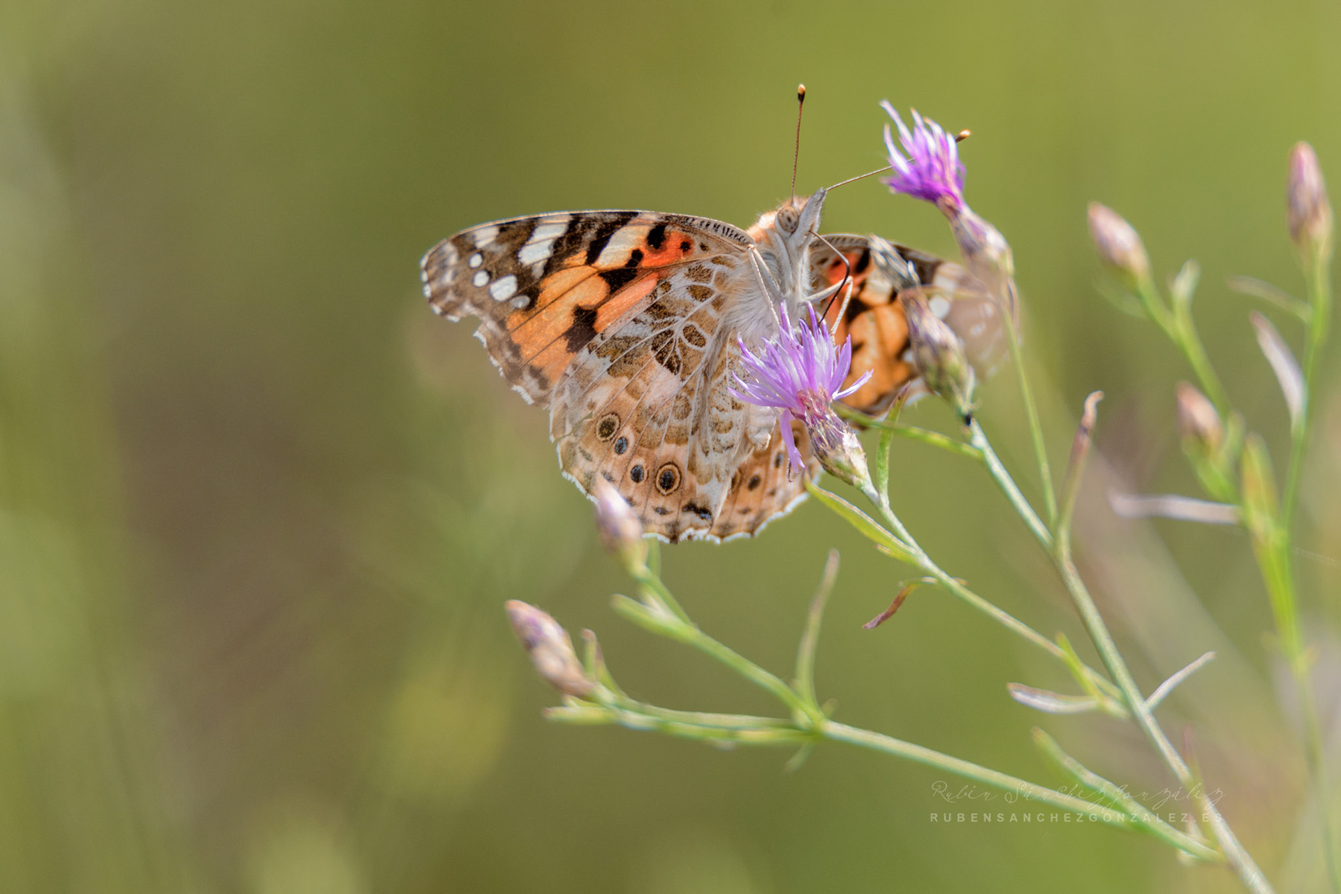 Mariposa Vanessa Cardui o lepidóptero ditrisio - Nymphalidae - Macro