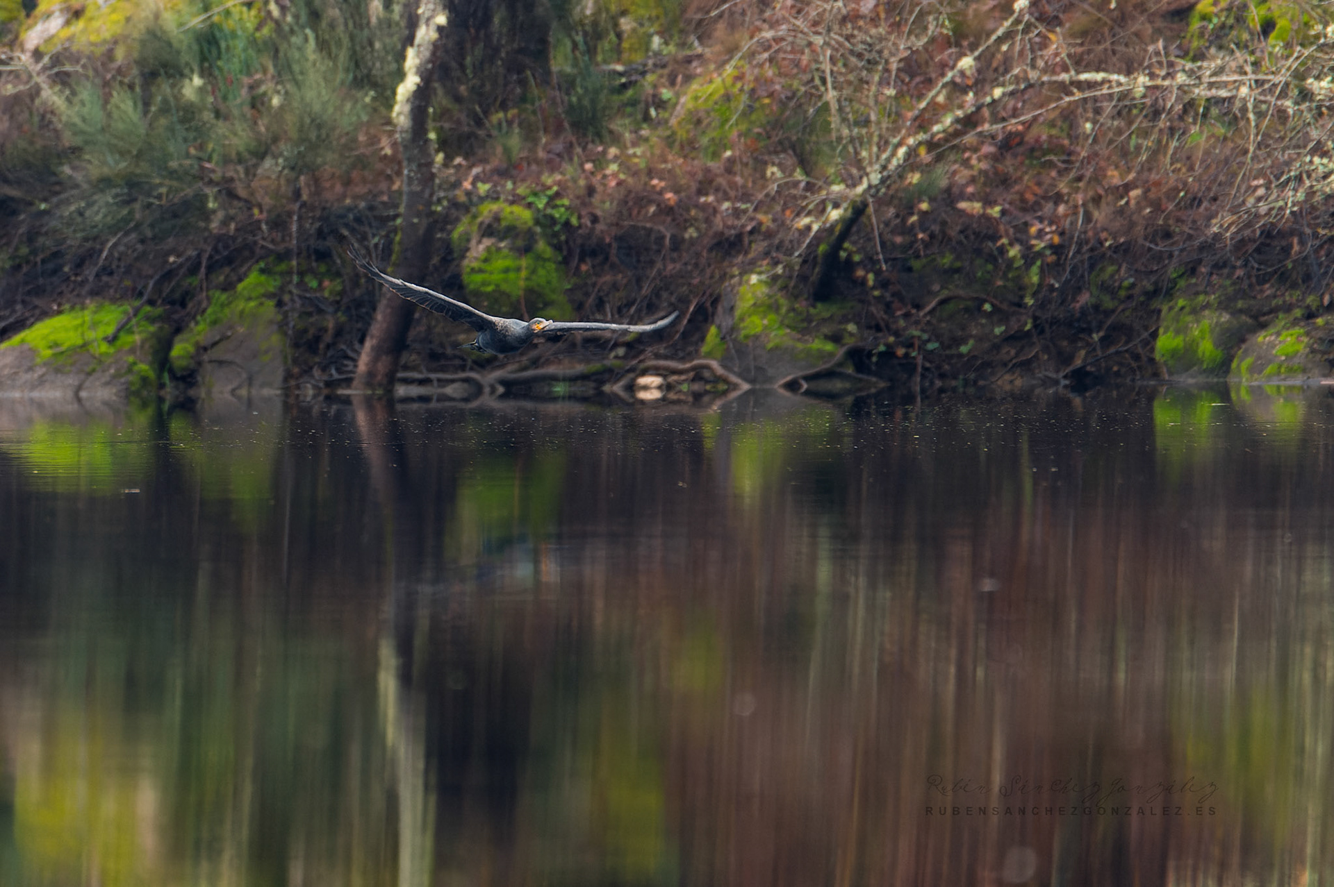 Cormoran o Phalacrocorax carbo - Aves