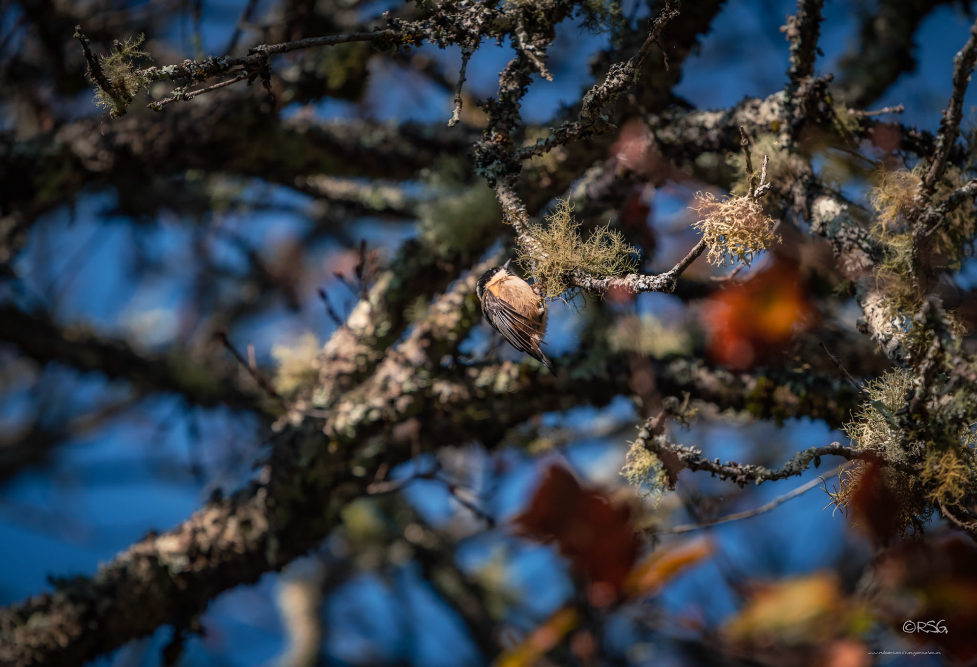Carbonero Garrapinos -Aves