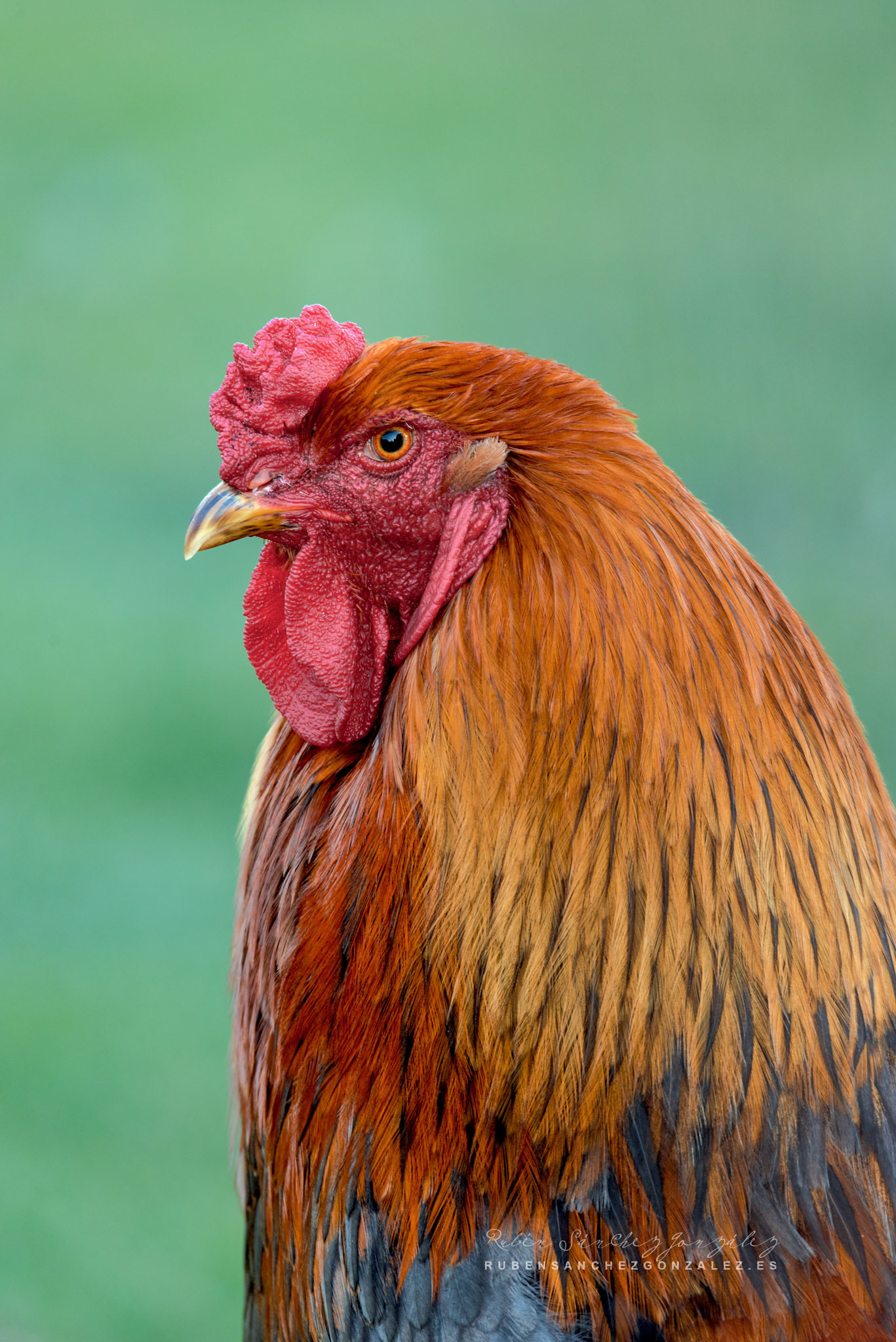 Gallo Brahma o gallo dorado - Aves