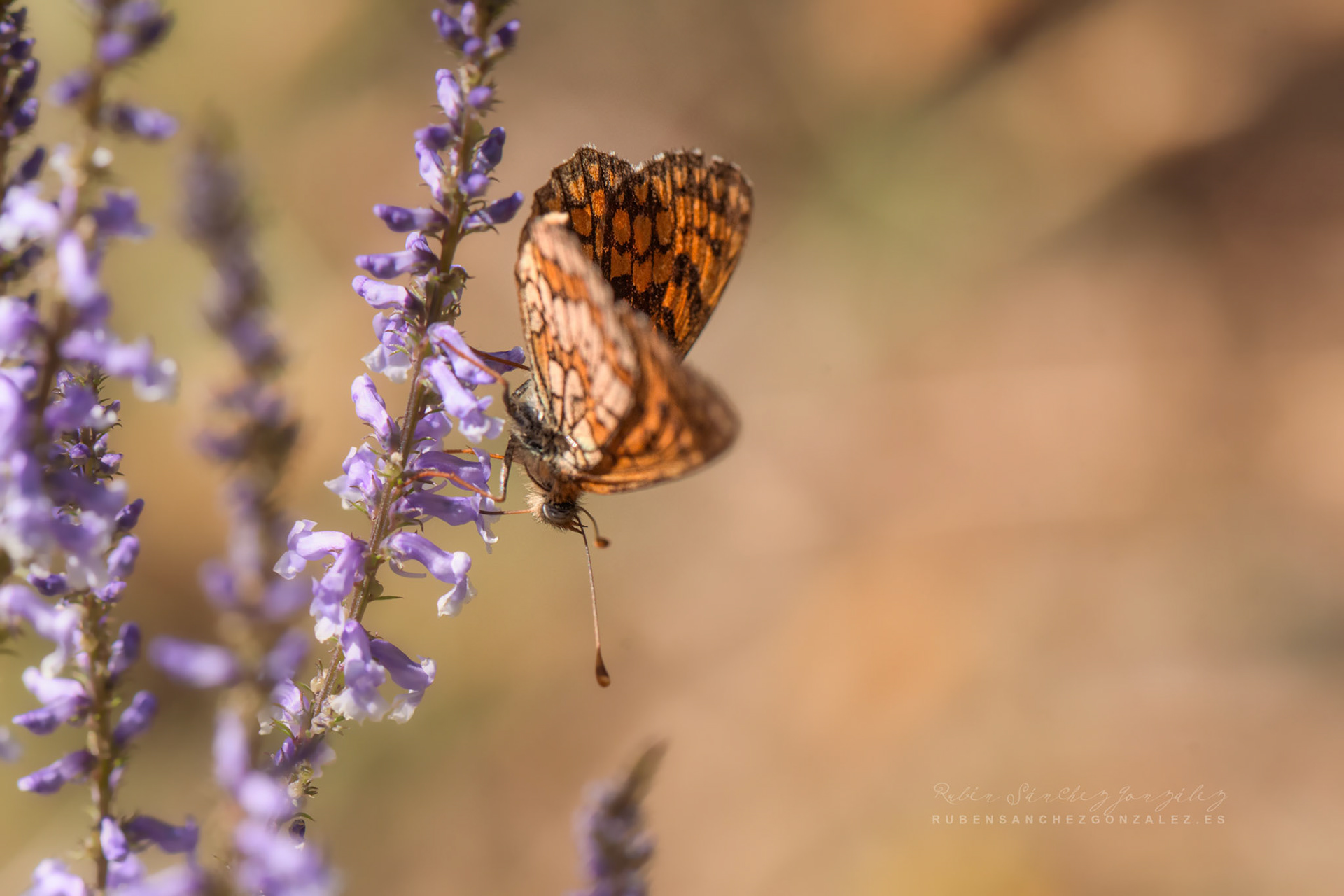 Melitaea nevadensis - Macro