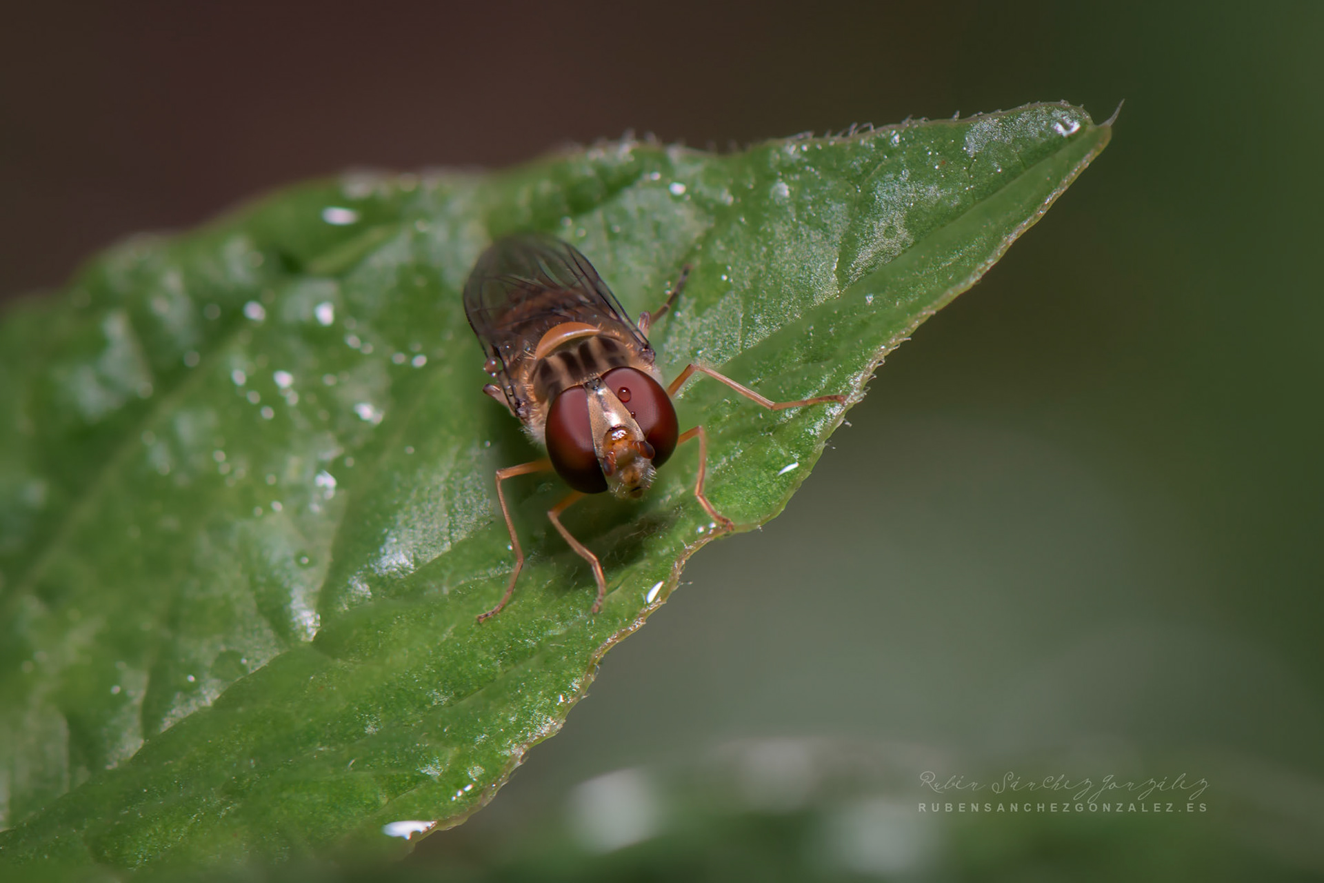 Mosca Cernidora o Episyrphus balteatus - Macro