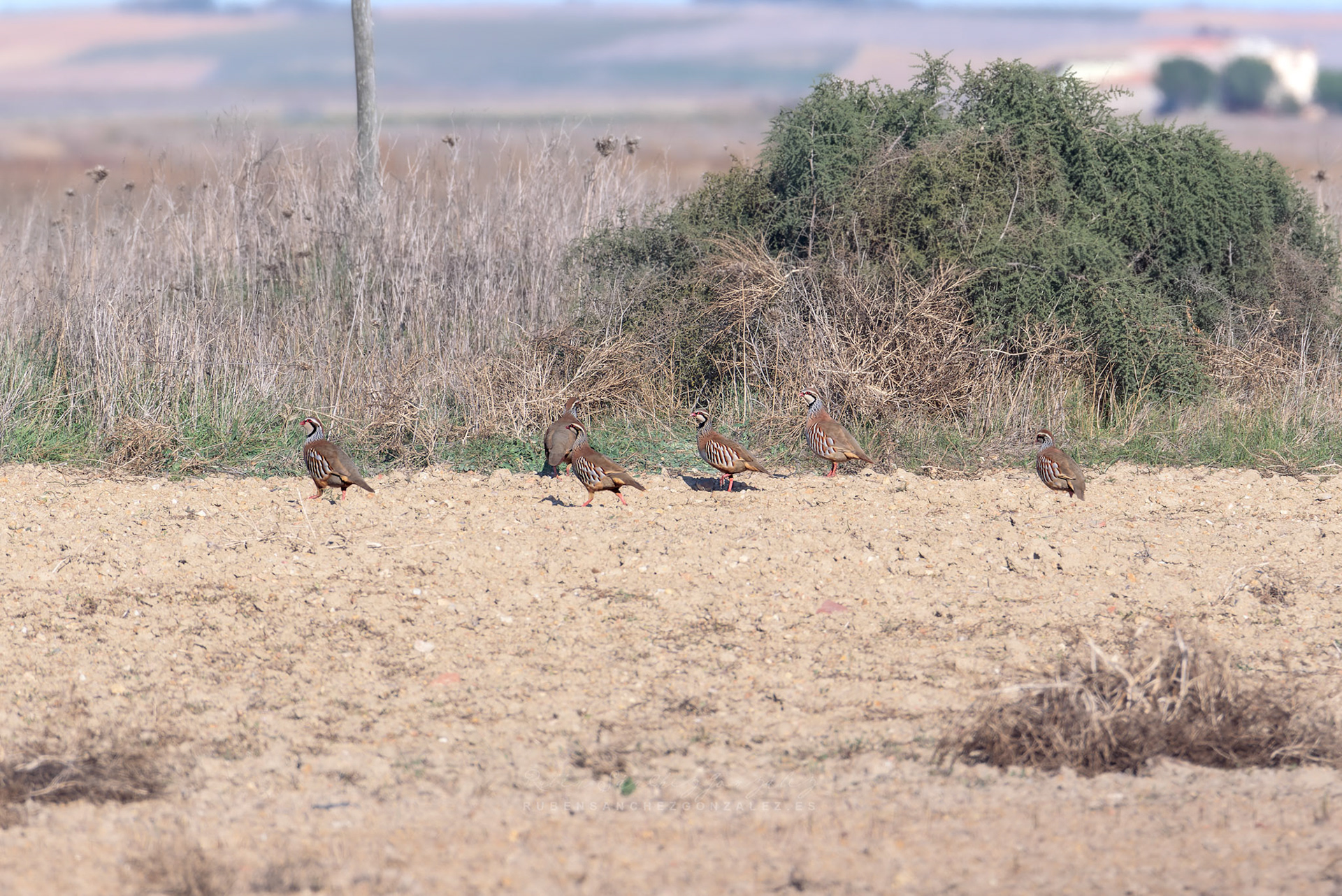 Perdiz roja o Alectoris rufa - Aves