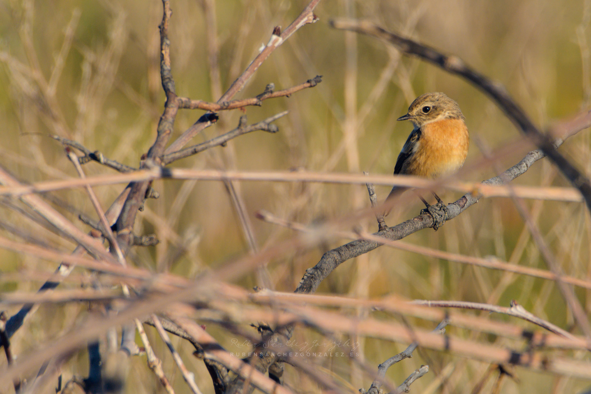 Tarabilla común o Saxicola rubicola - Aves