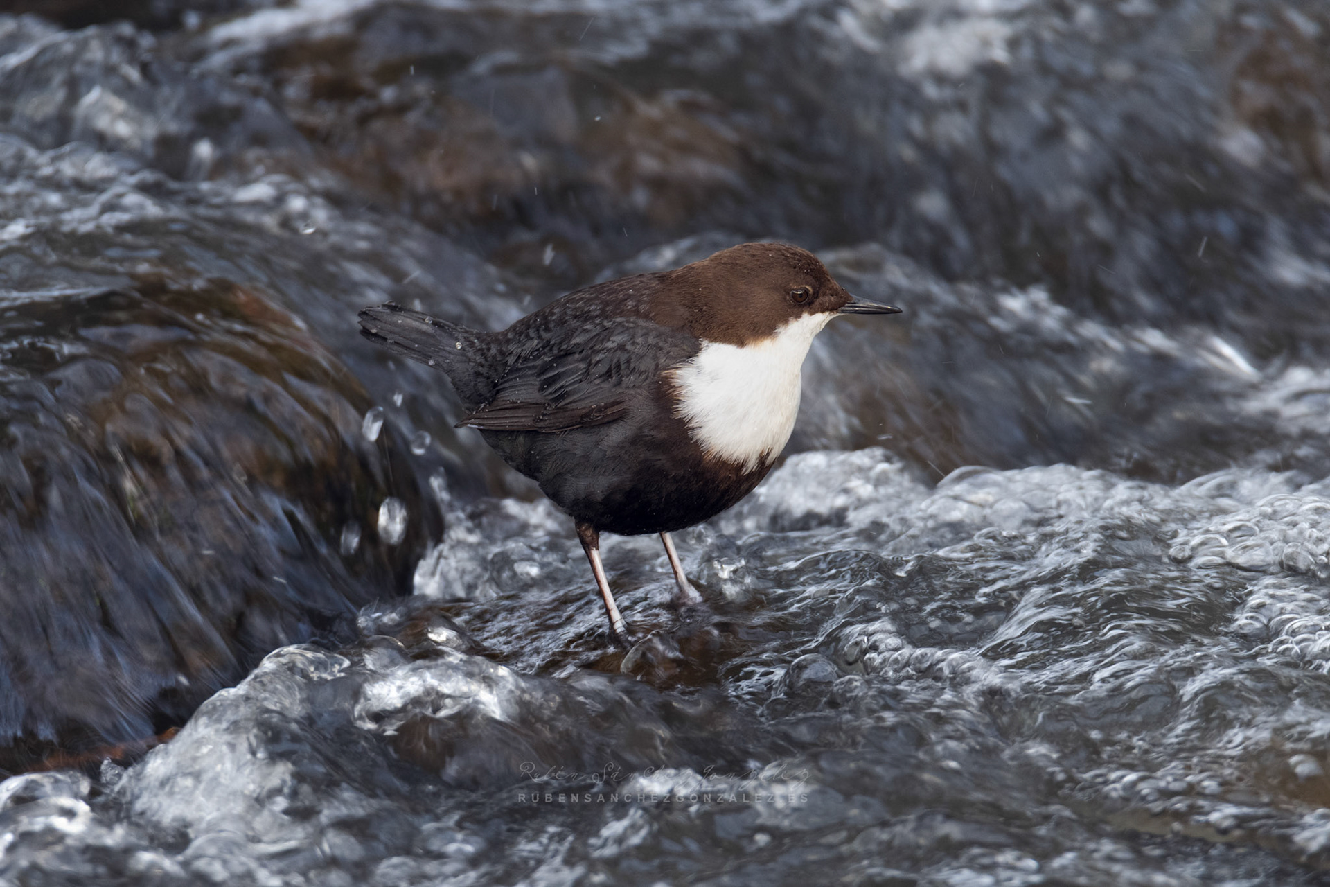 Mirlo acuático - Cinclus cinclus  - Aves