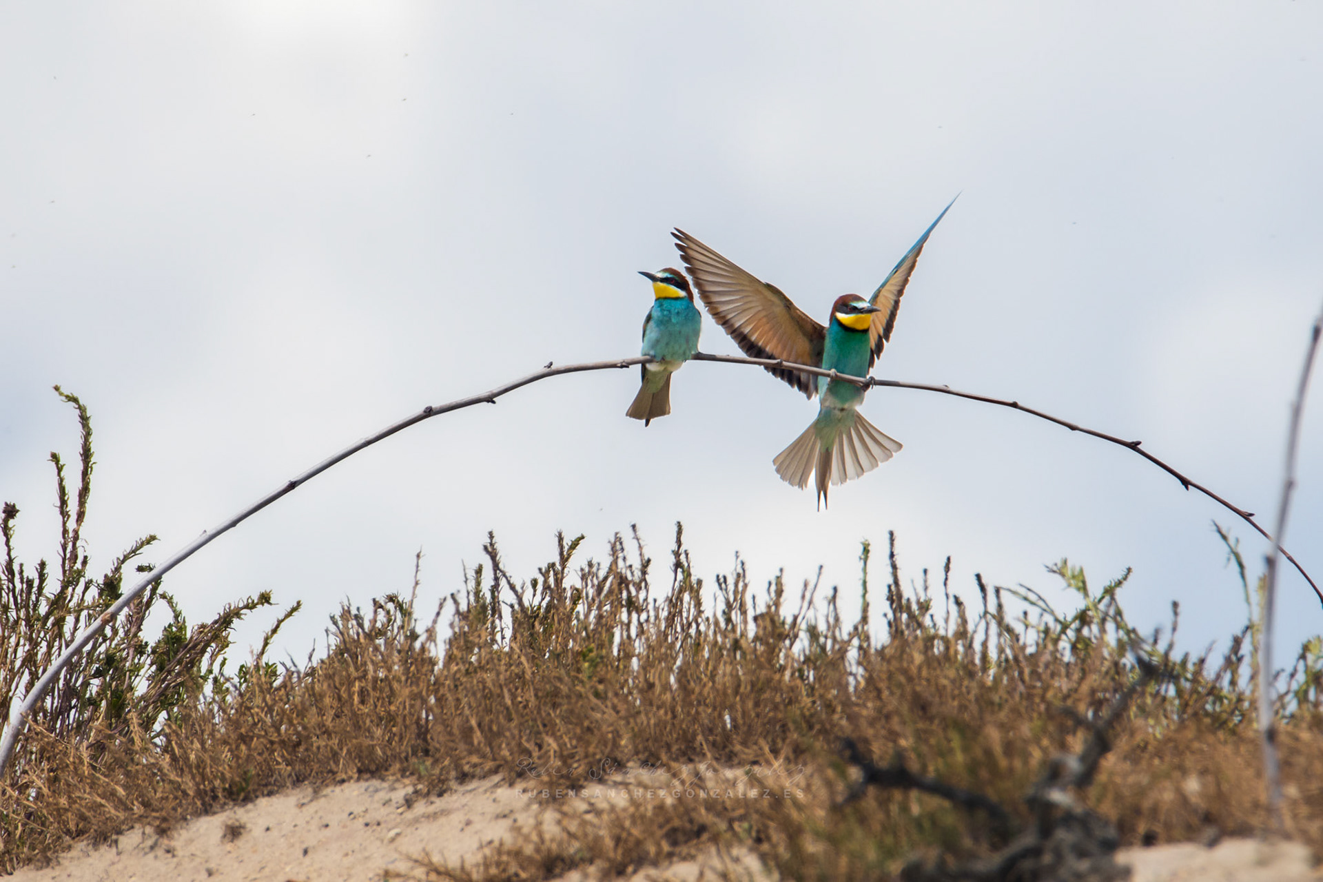 Abejaruco o Merops apiaster - Aves