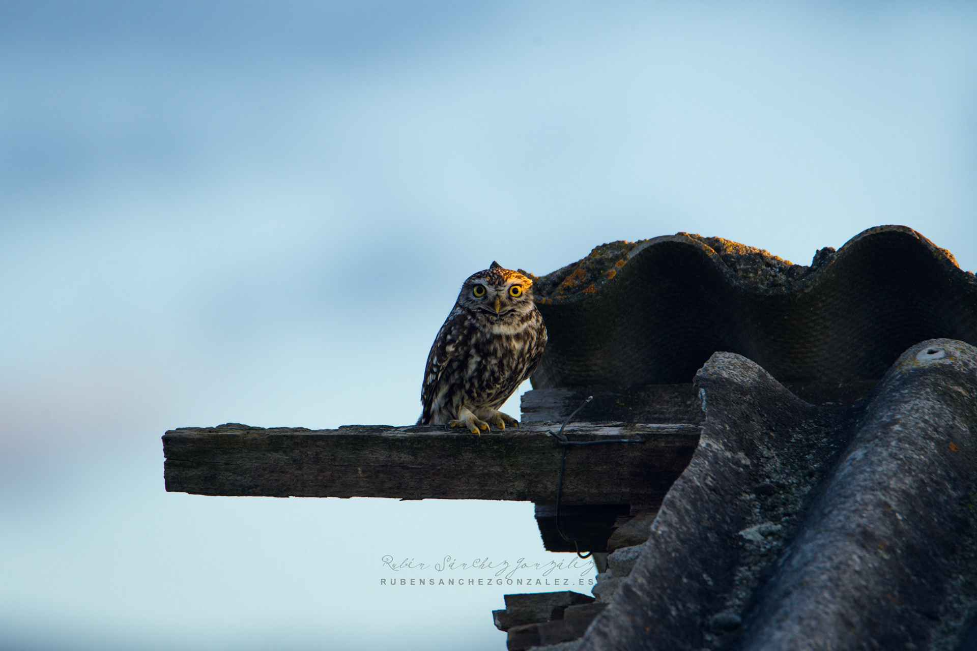 Mochuelo común o Athene noctua - Aves