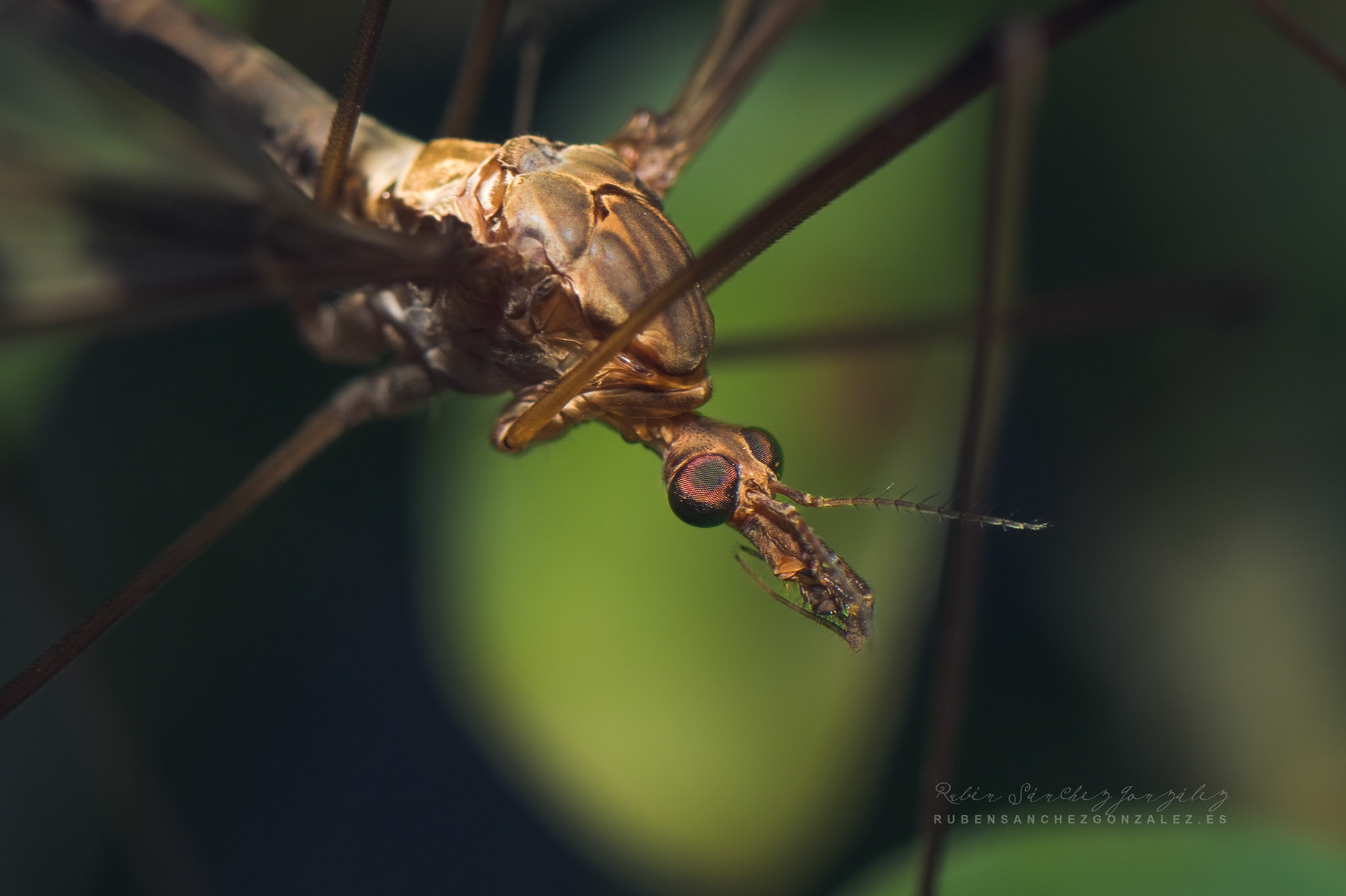 Tipula paludosa - Macro
