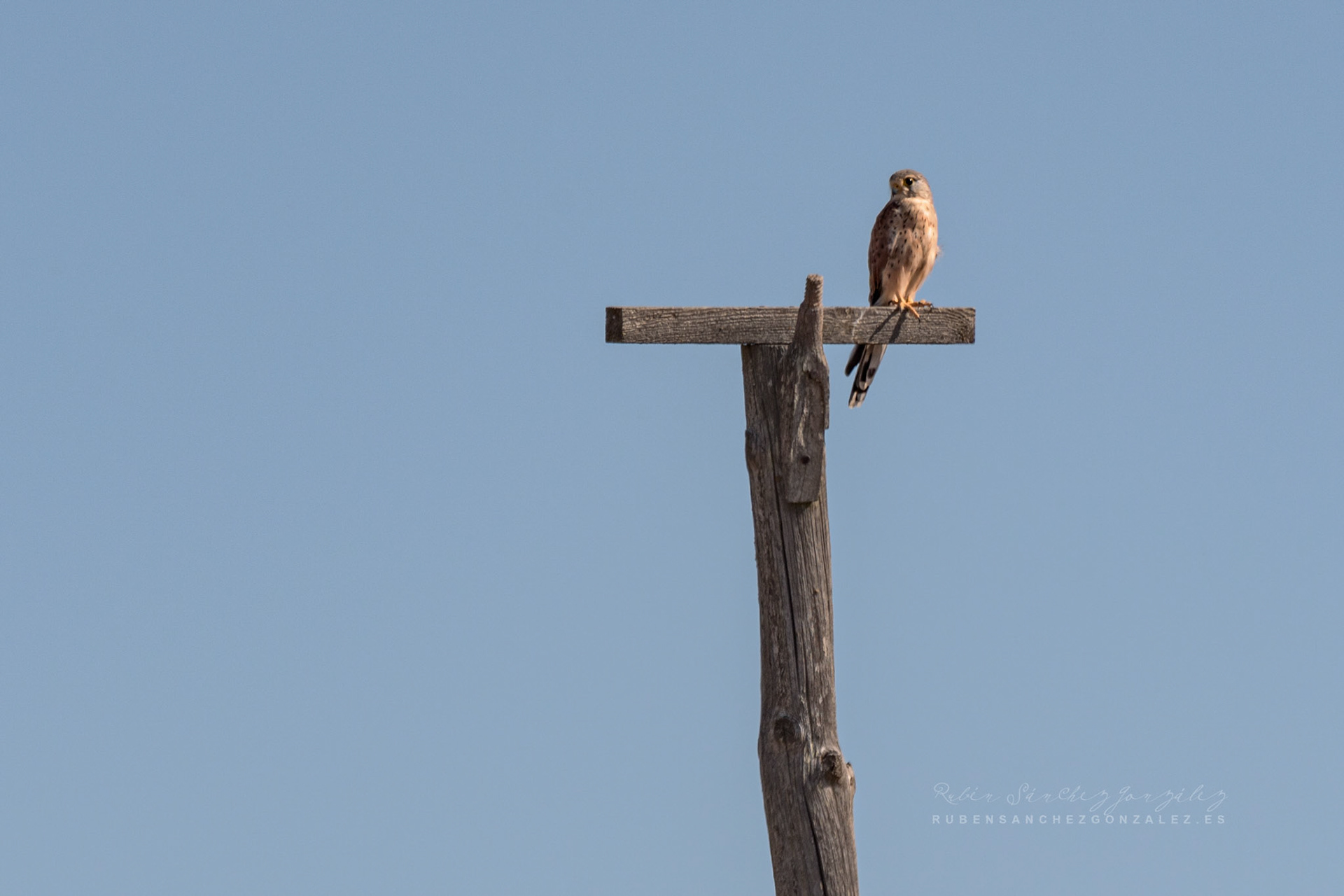 Cernicalo - Aves